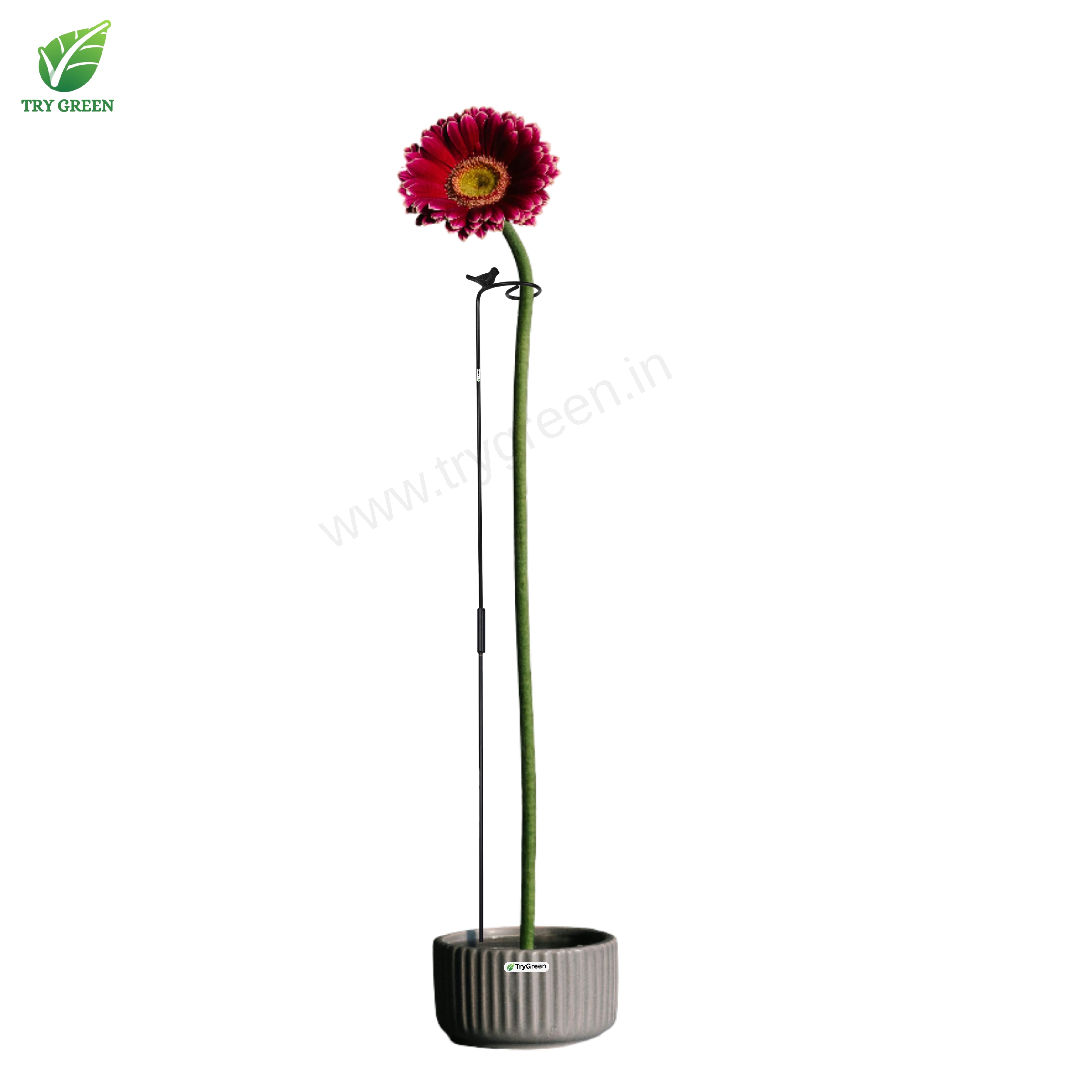 TryGreen- Double Strong Support Stakes for Garden