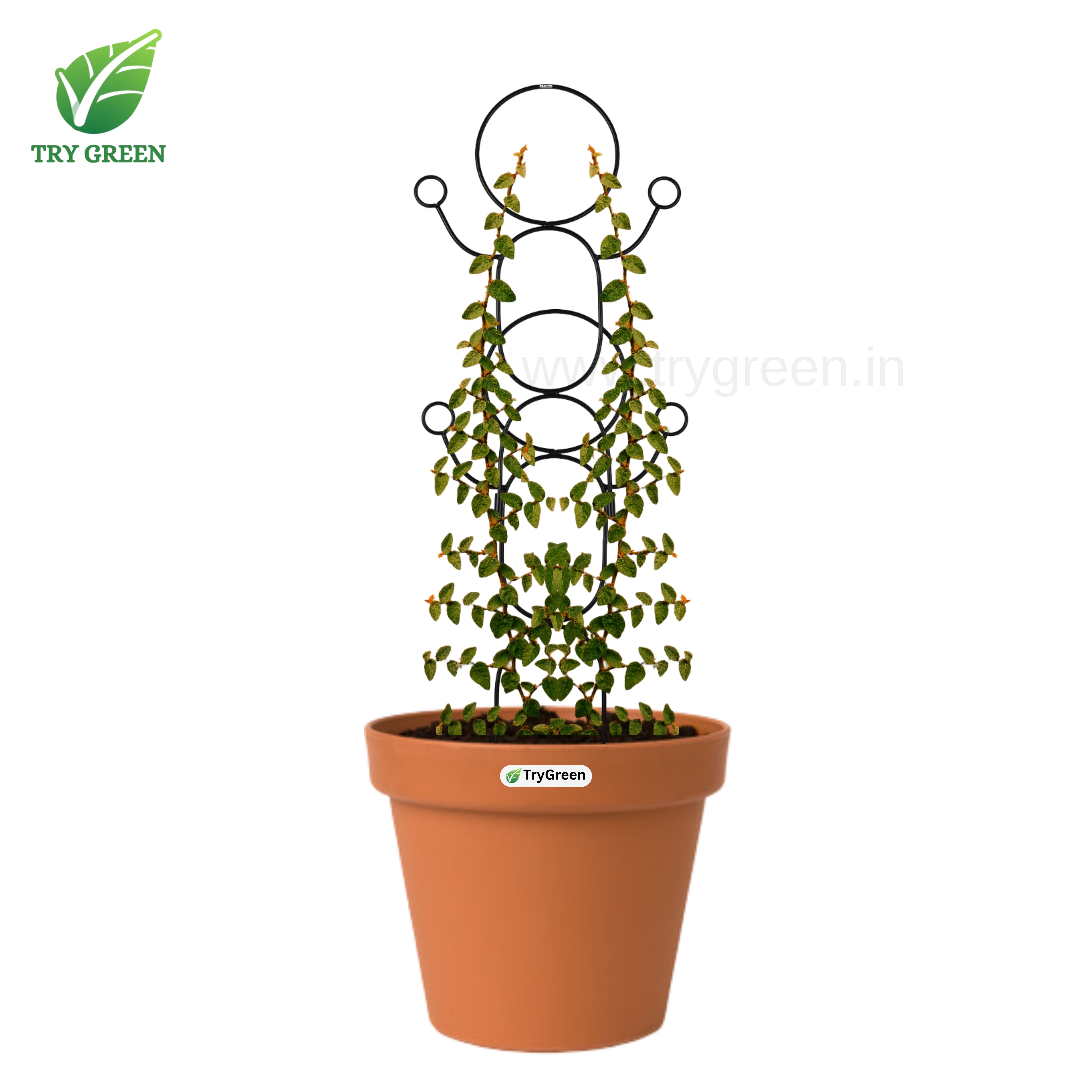 TryGreen-Double Dance-Strong Support Stakes for Garden