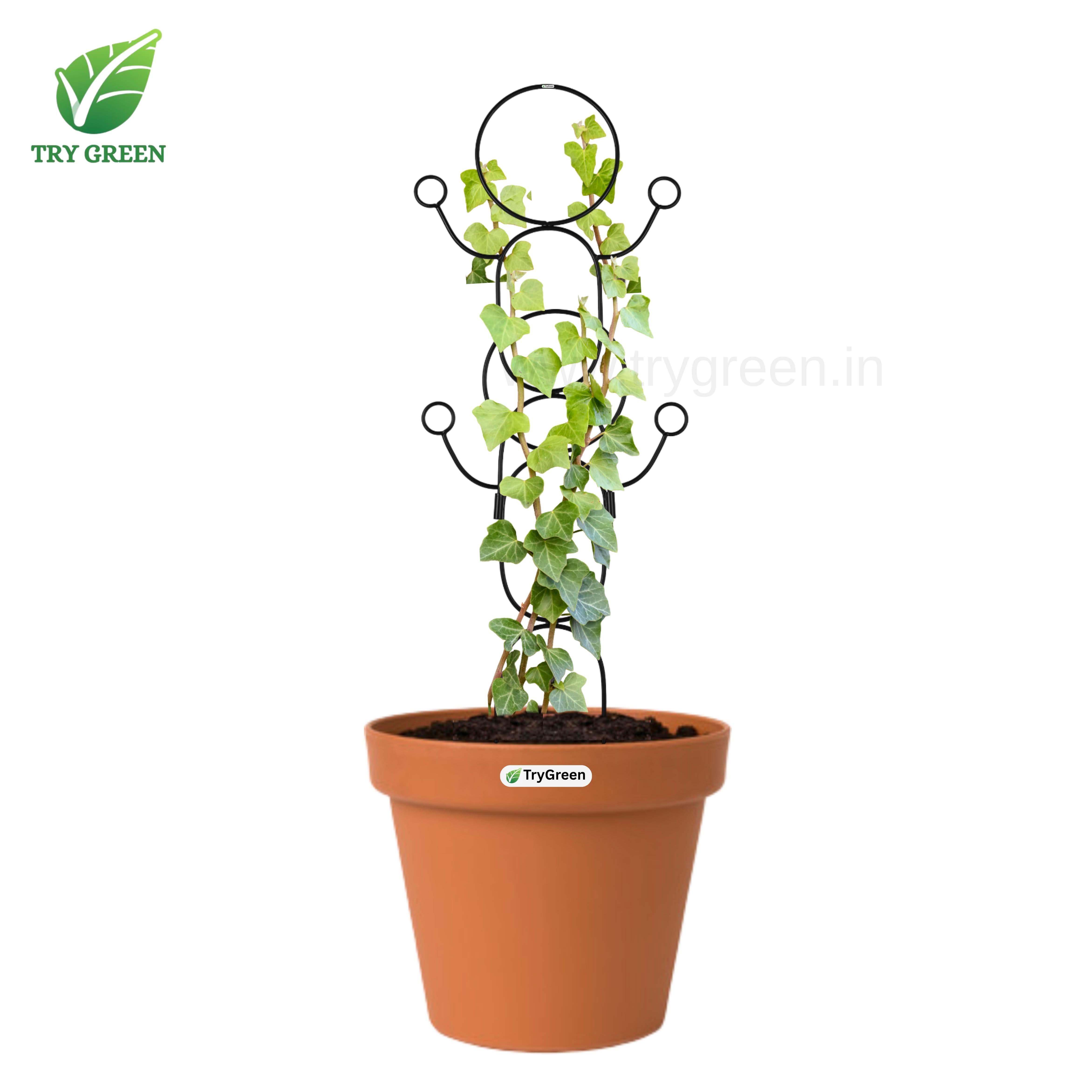 TryGreen-Double Dance-Strong Support Stakes for Garden