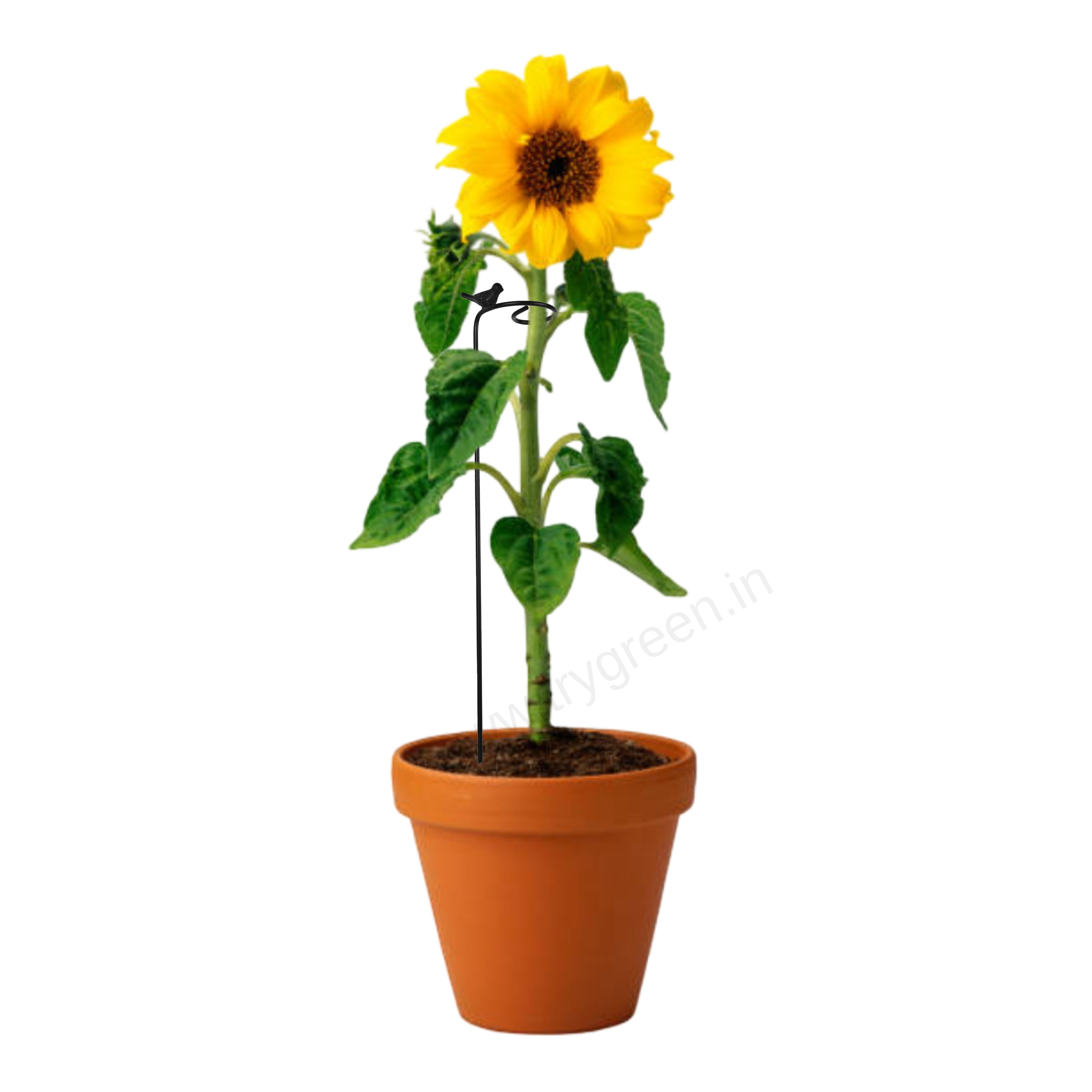 TryGreen- Single Strong Support Stakes for Garden