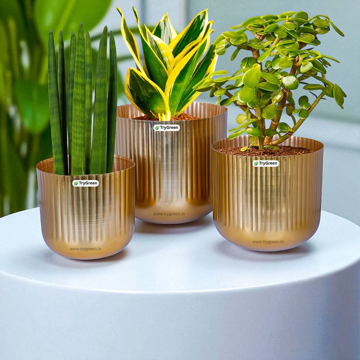 TryGreen String Metal Planters (Set of 3)