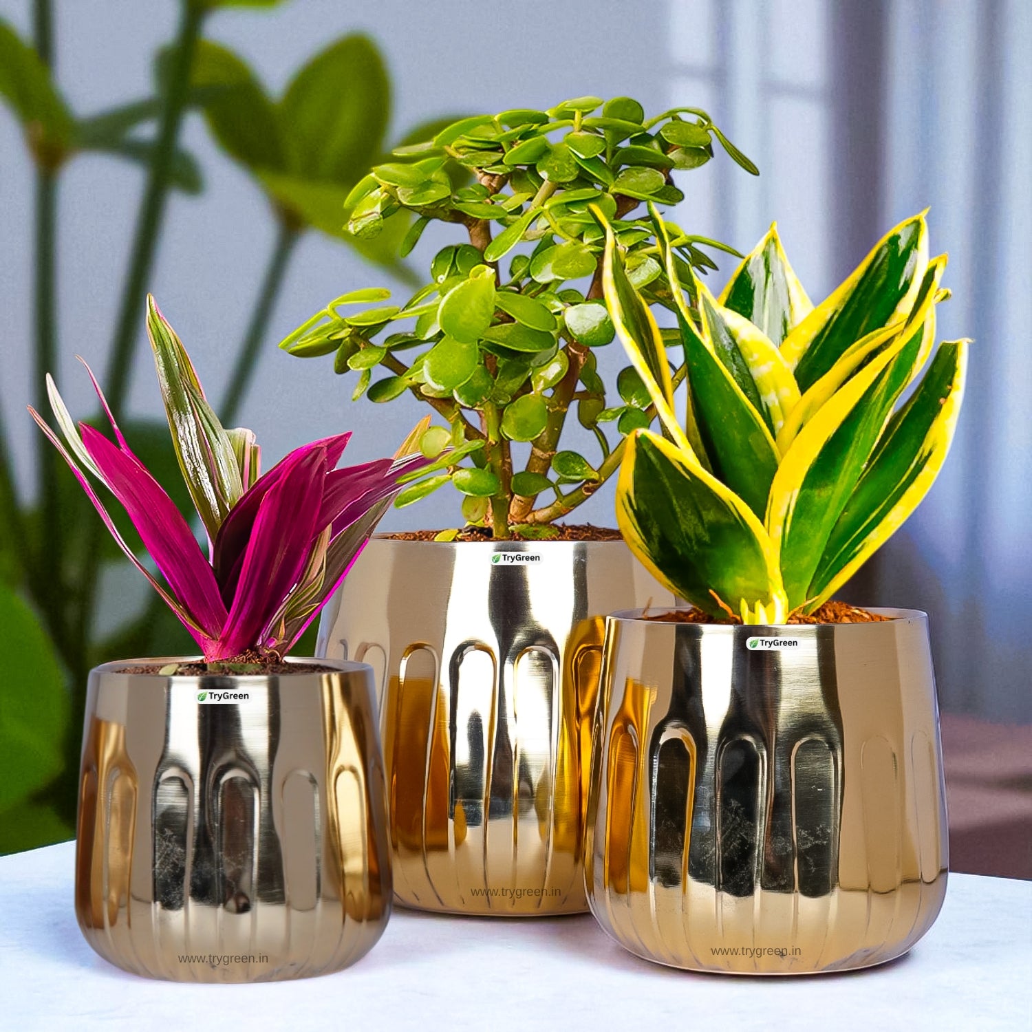 TryGreen Asta Metal Planters (Set of 3)