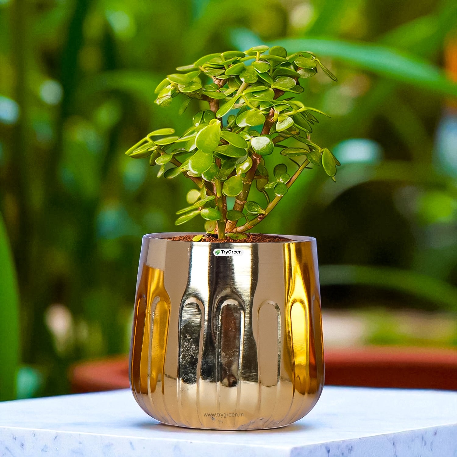 TryGreen Asta Metal Planters (Set of 3)