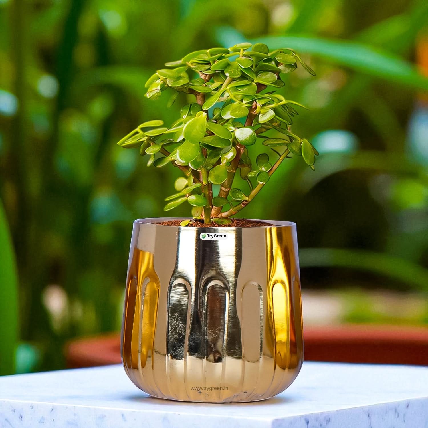 TryGreen Asta Metal Planters (Set of 3)