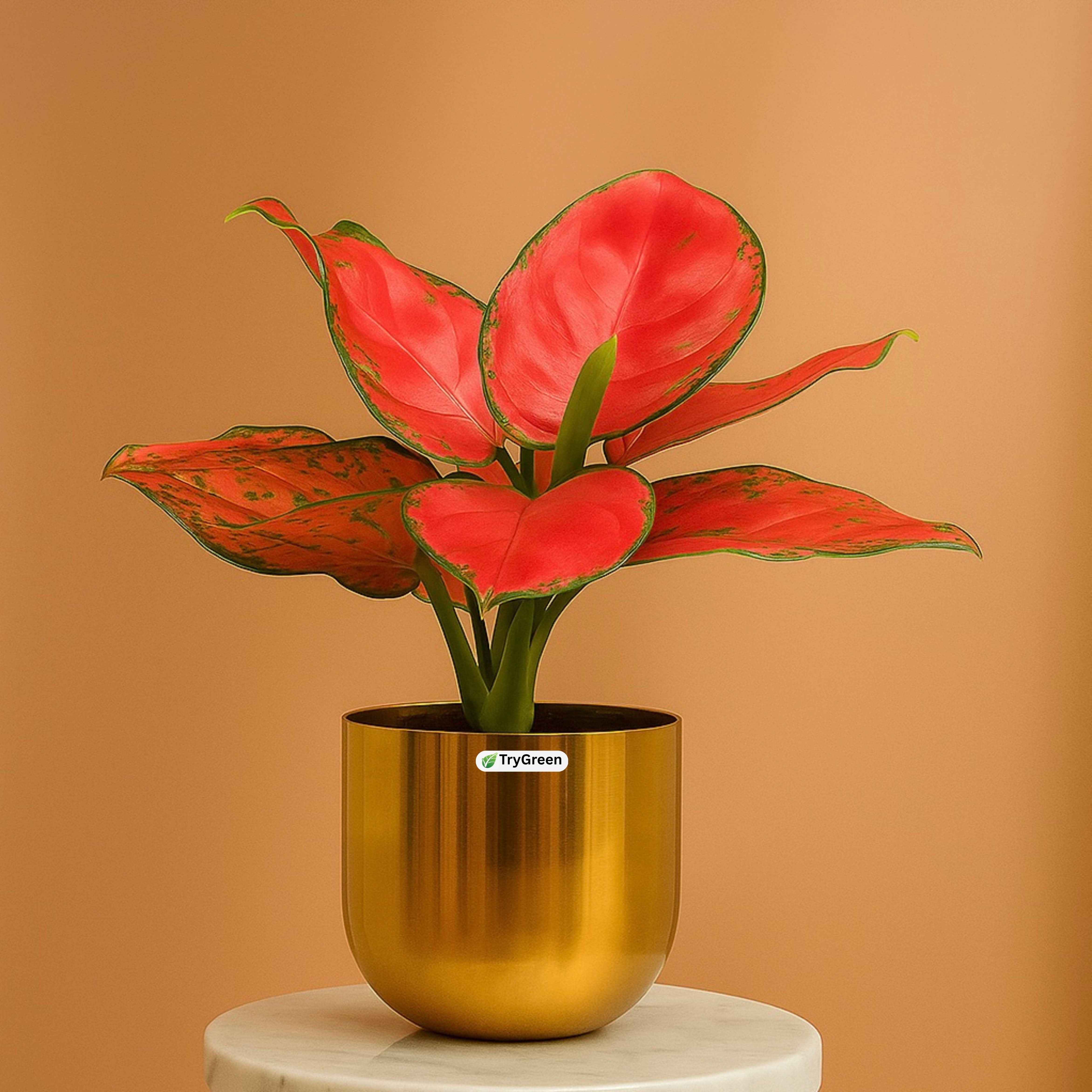 TryGreen- Aglaonema Red Plant in Golden Pot