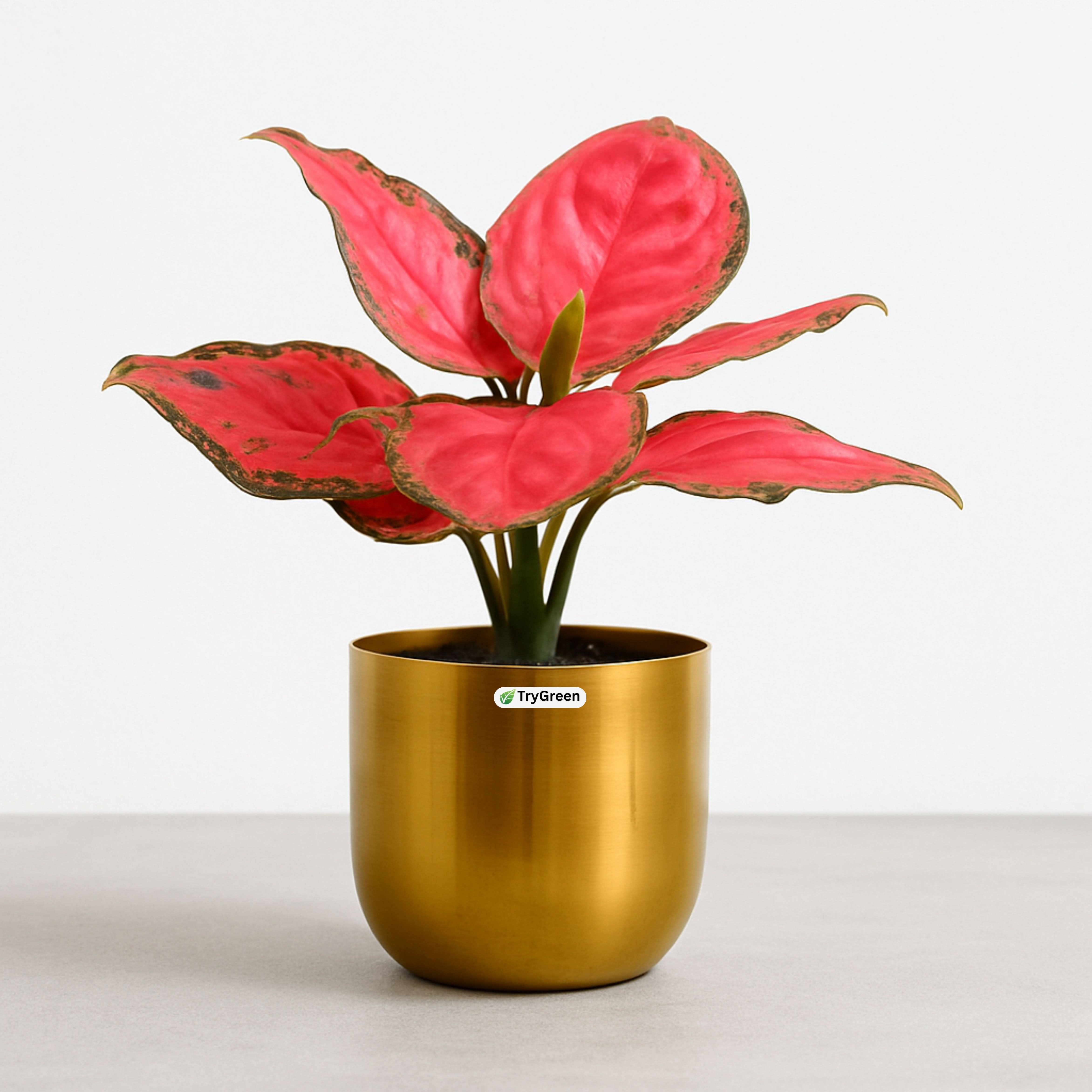 TryGreen- Aglaonema Red Plant in Golden Pot
