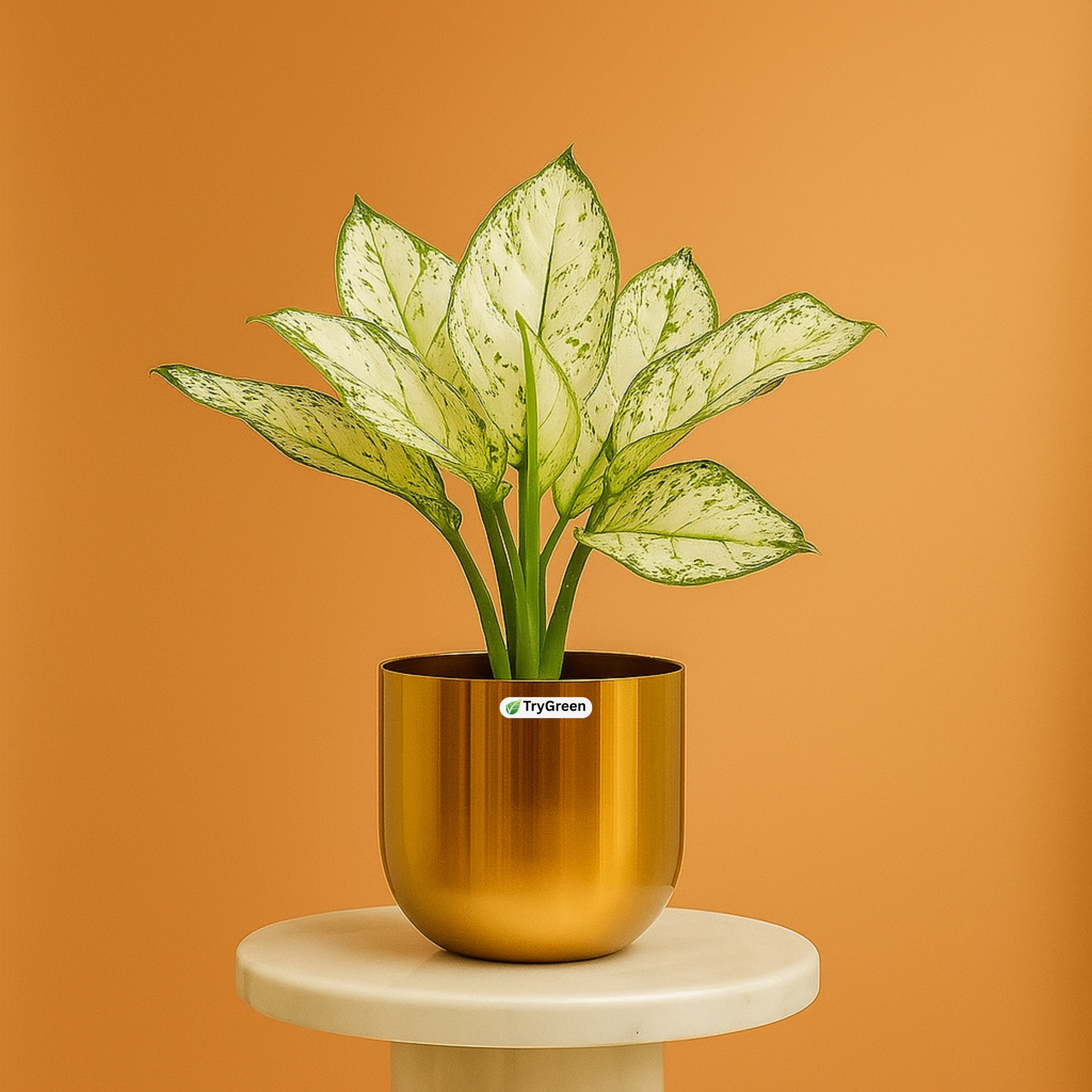 TryGreen- Aglaonema White Plant in Golden Pot