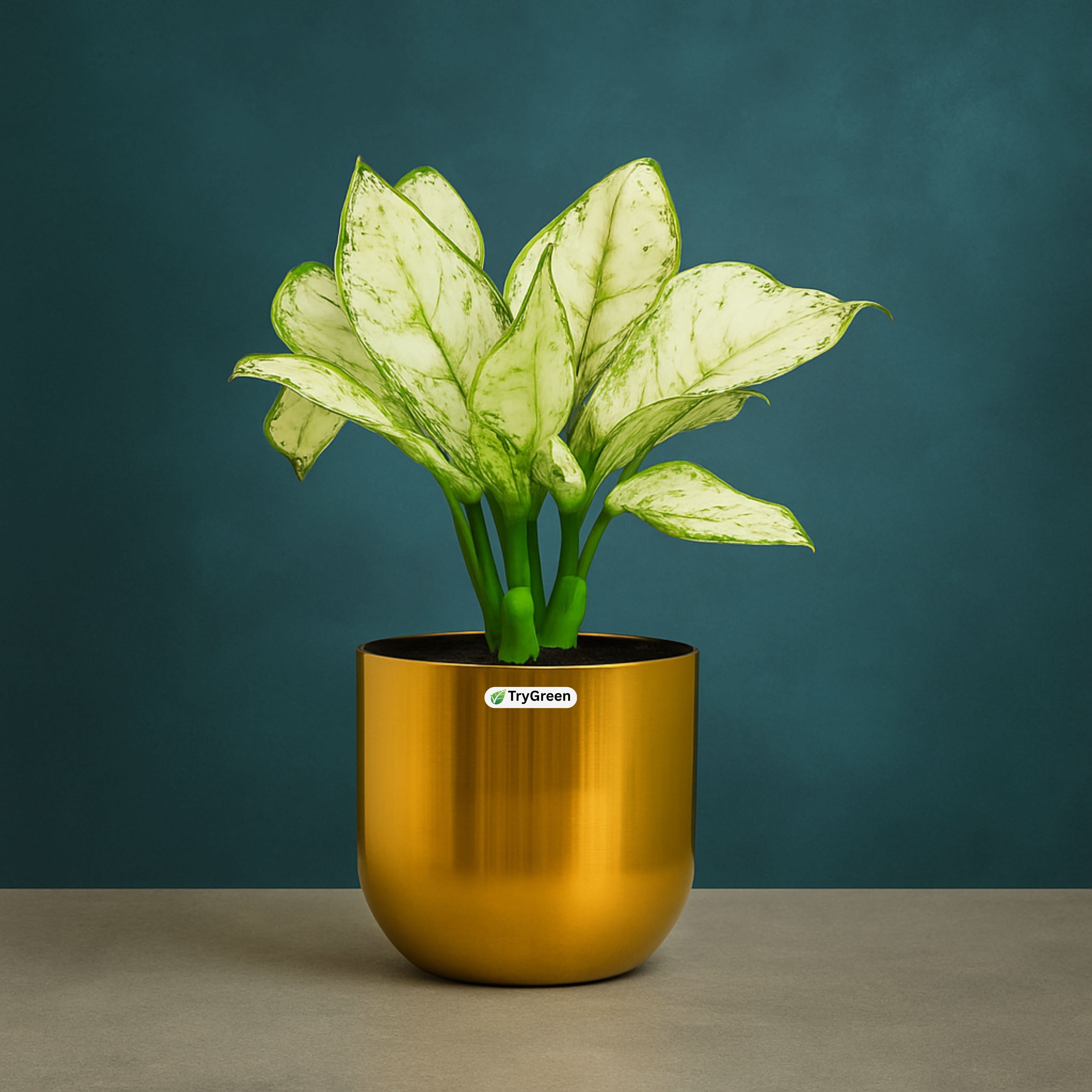 TryGreen- Aglaonema White Plant in Golden Pot