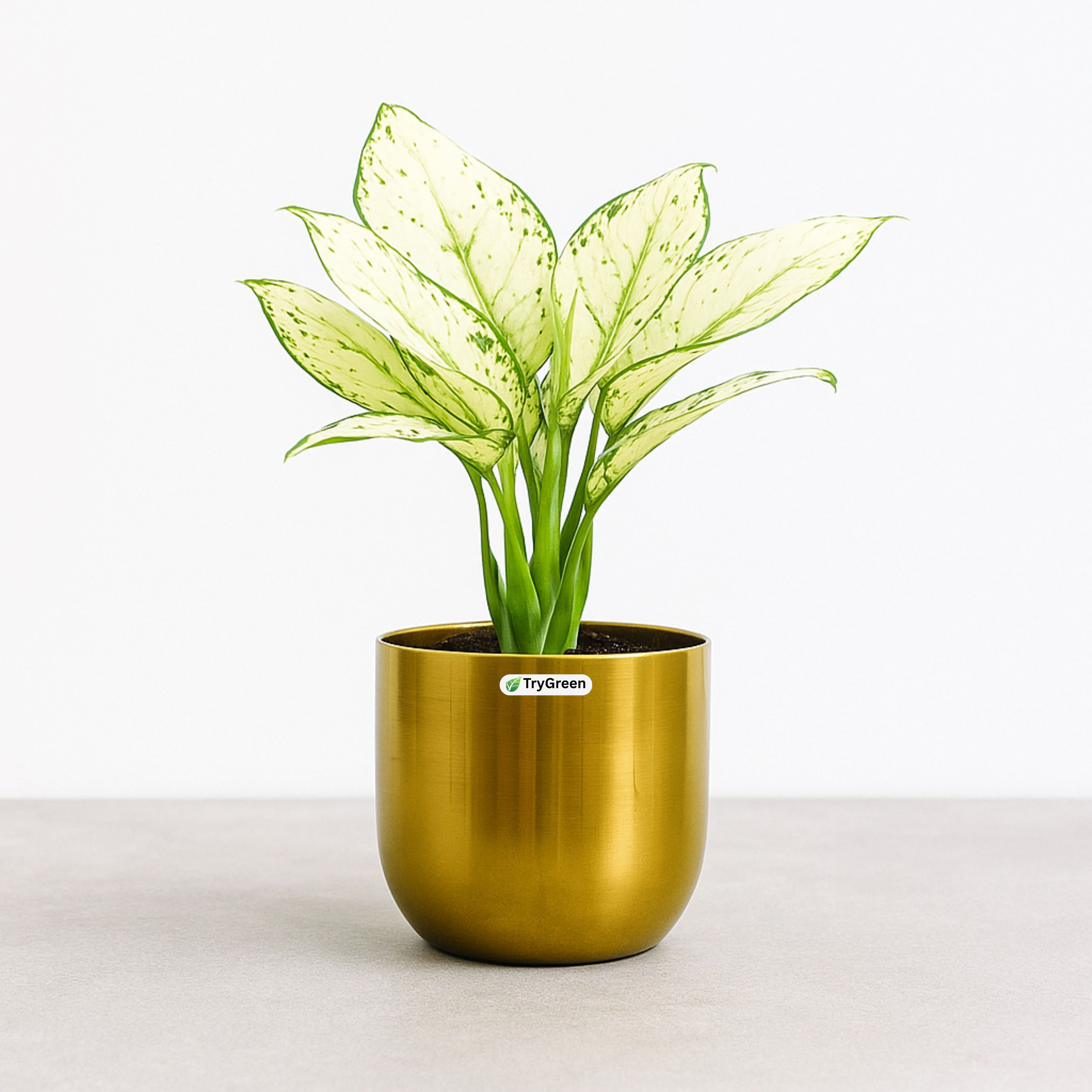TryGreen- Aglaonema White Plant in Golden Pot