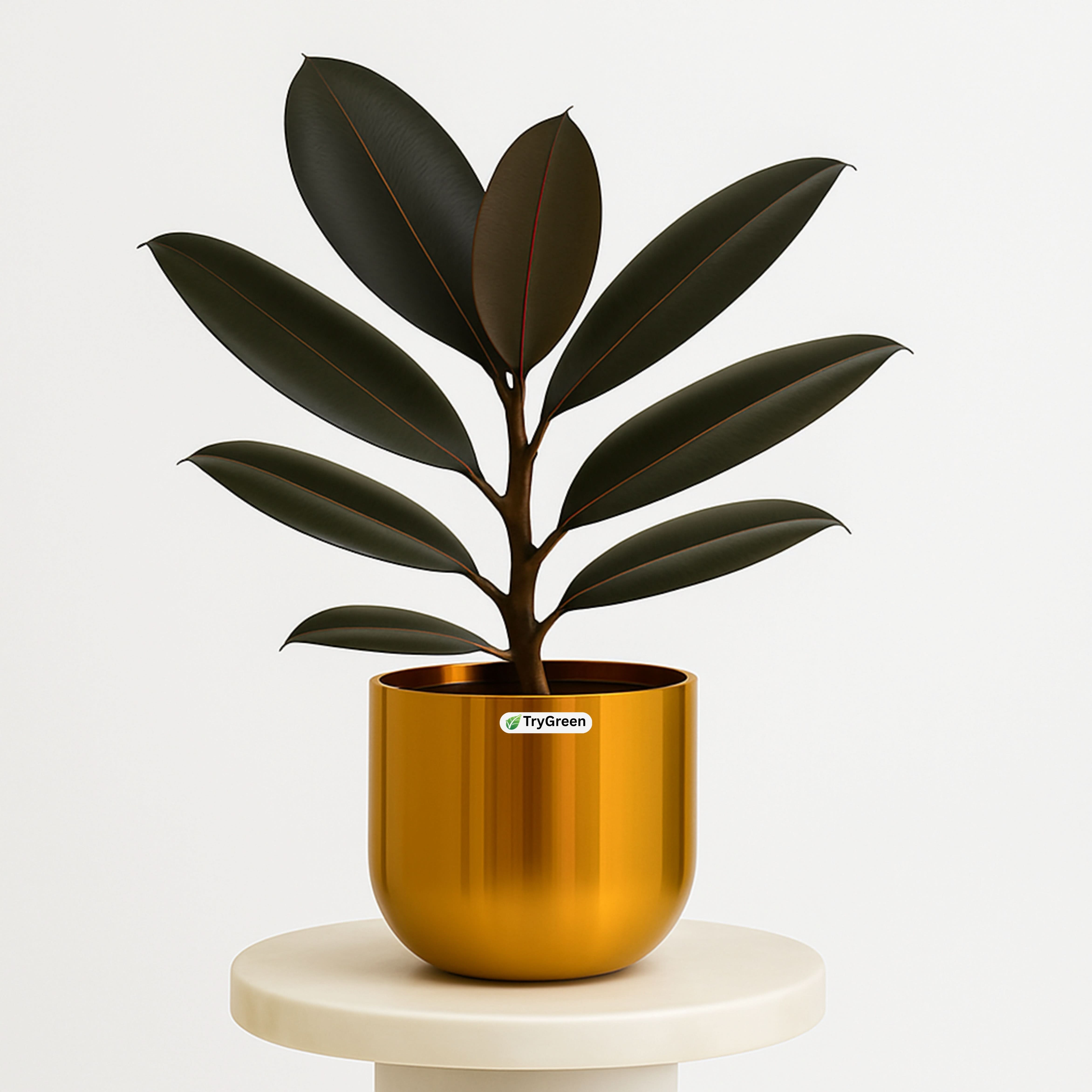 TryGreen- Rubber Plant Black in Golden Pot