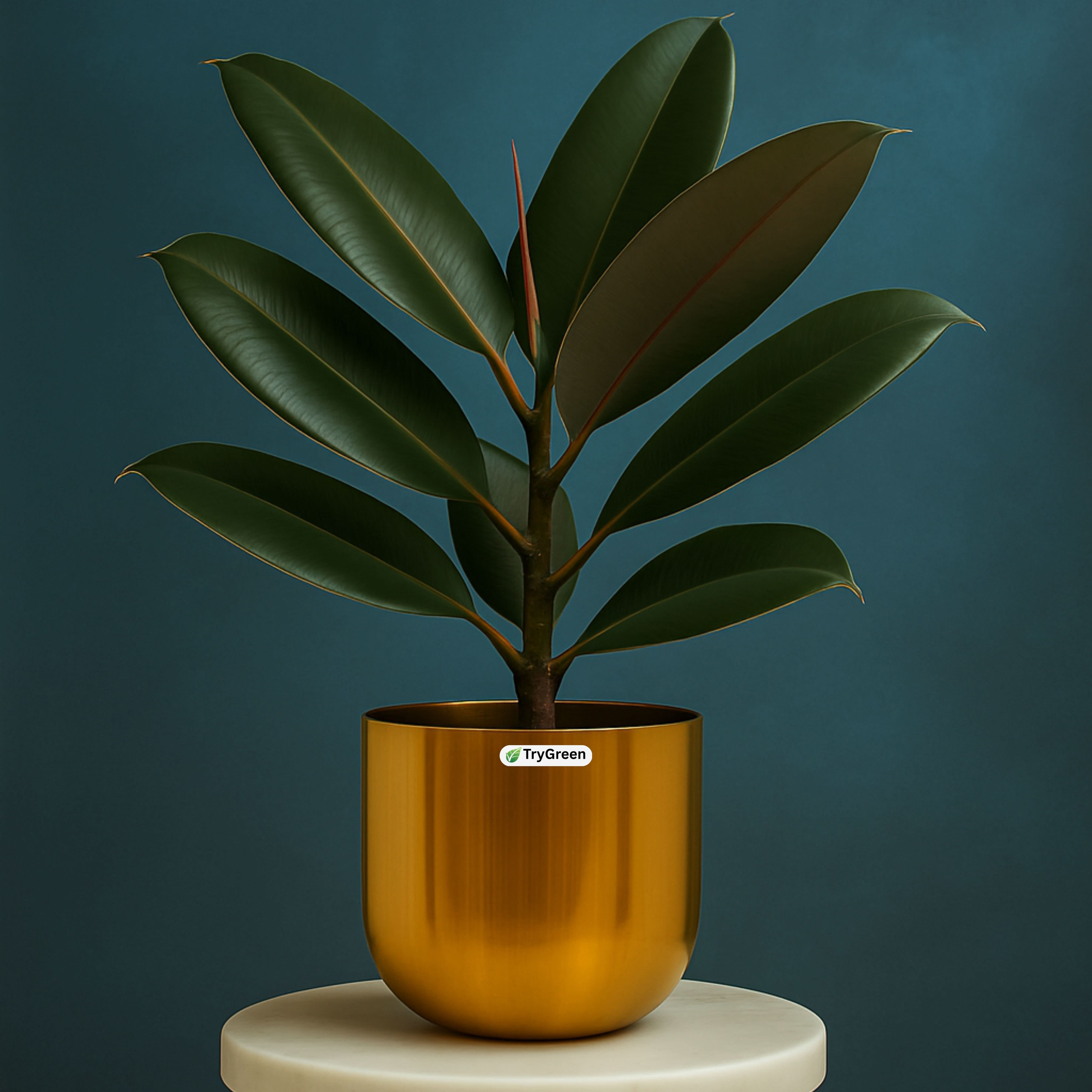 TryGreen- Rubber Plant Black in Golden Pot