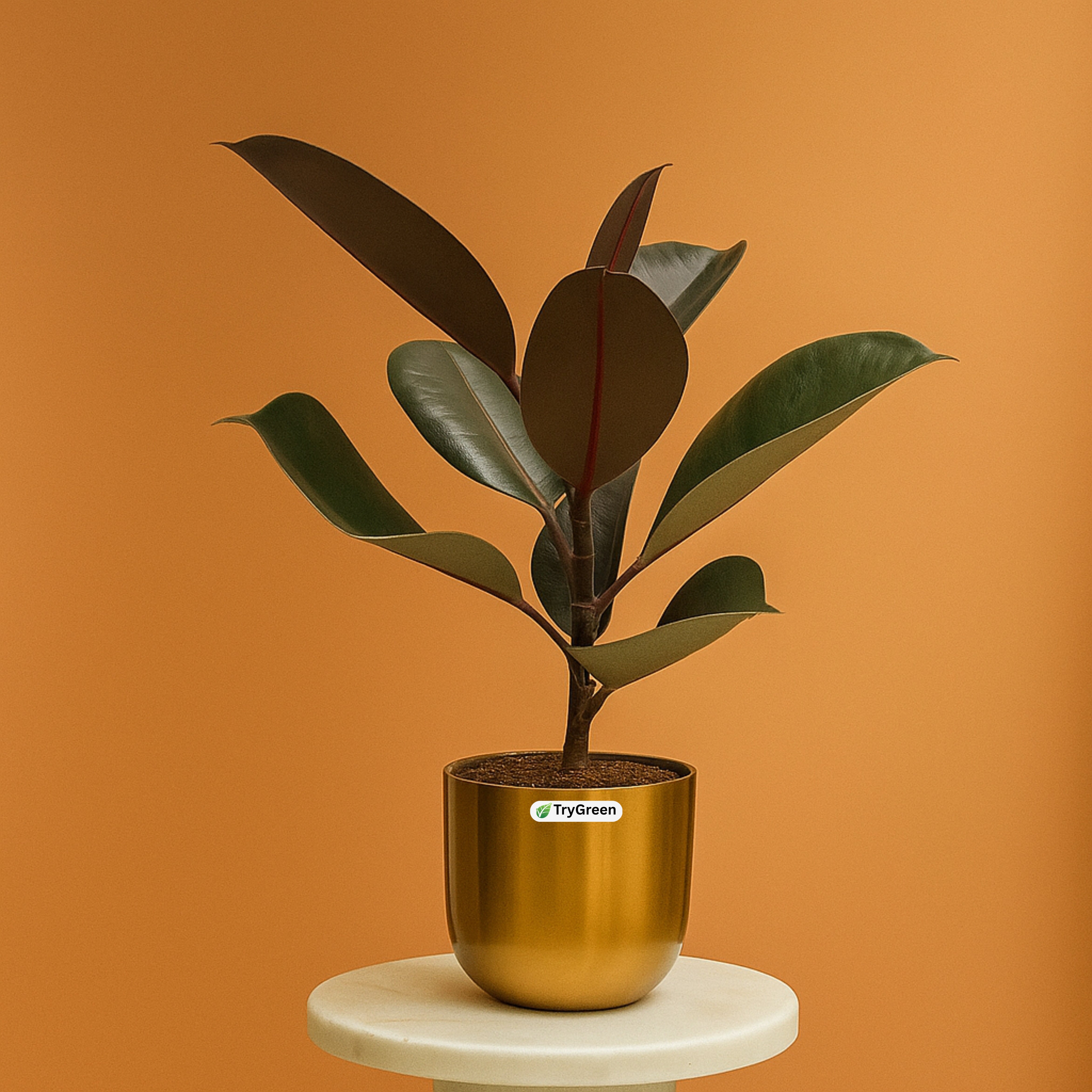 TryGreen- Rubber Plant Black in Golden Pot
