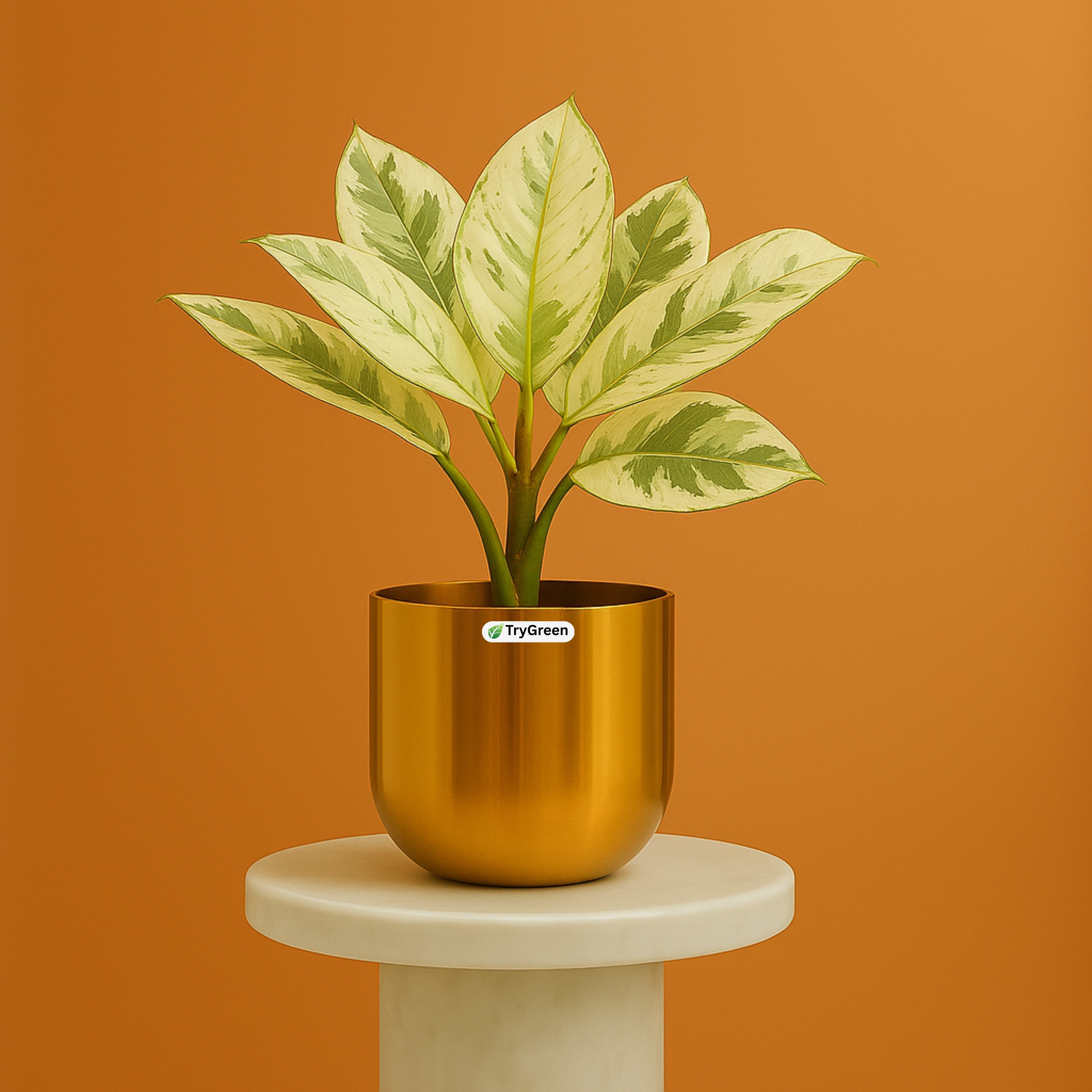 TryGreen- Rubber Plant WHITE in Golden Pot