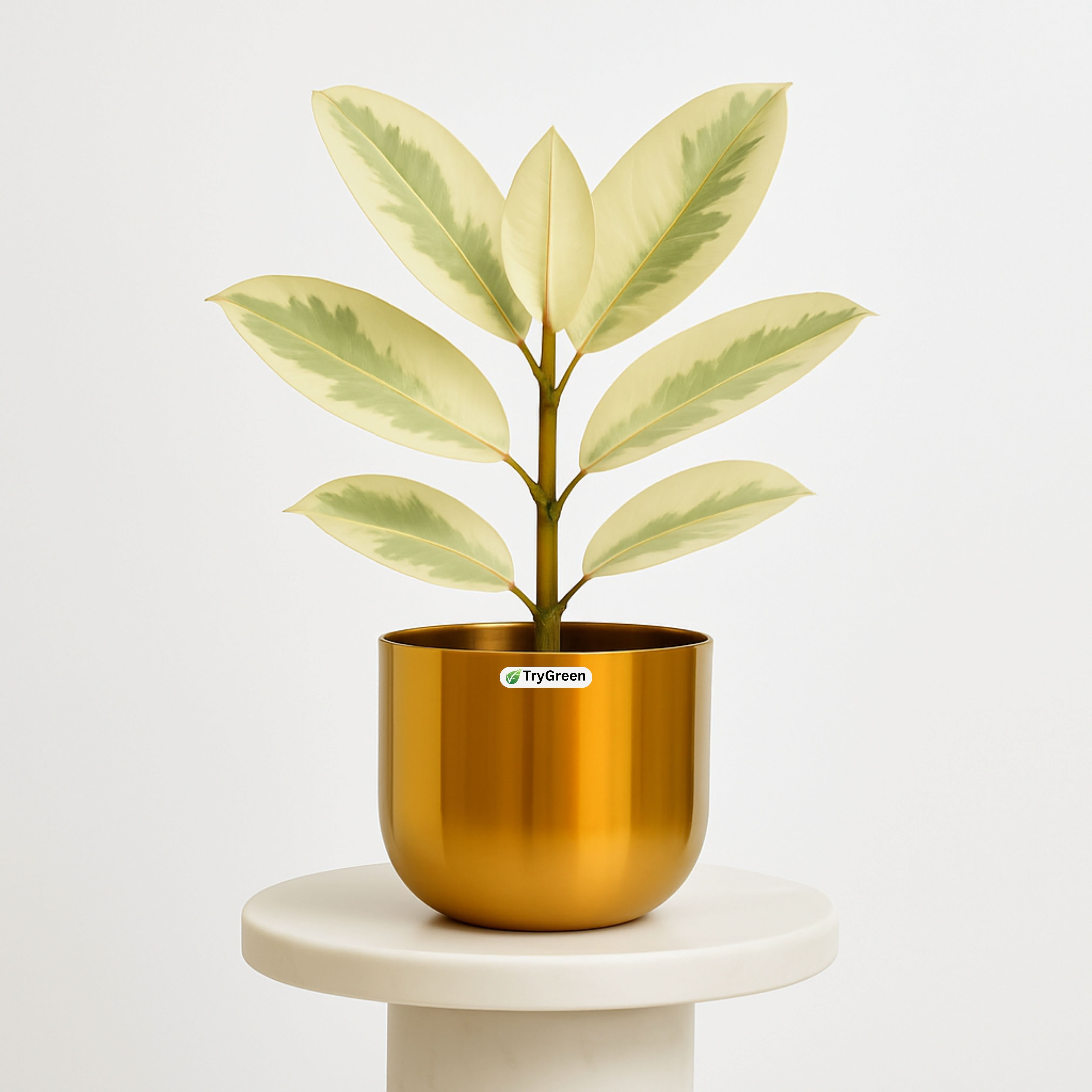 TryGreen- Rubber Plant WHITE in Golden Pot