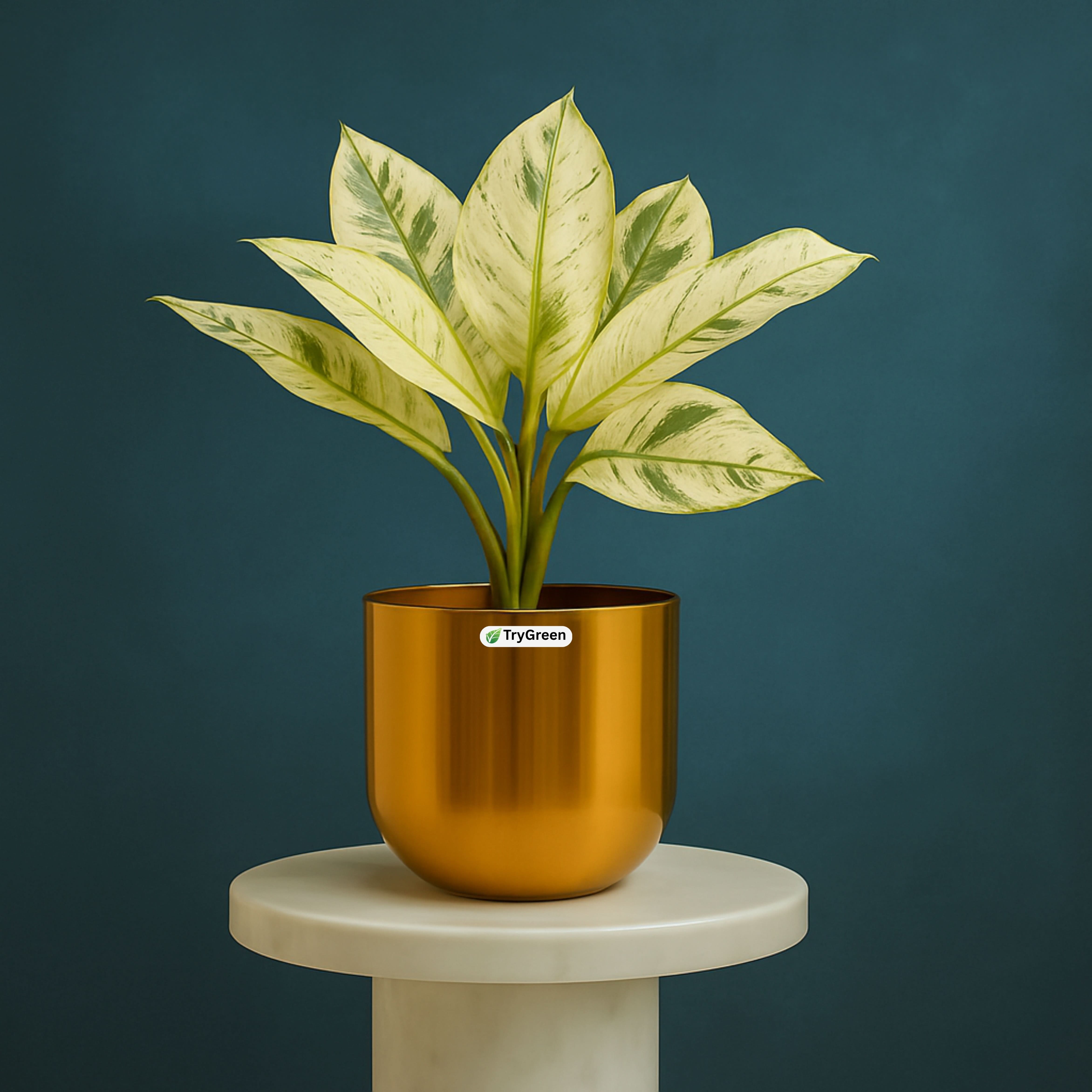 TryGreen- Rubber Plant WHITE in Golden Pot