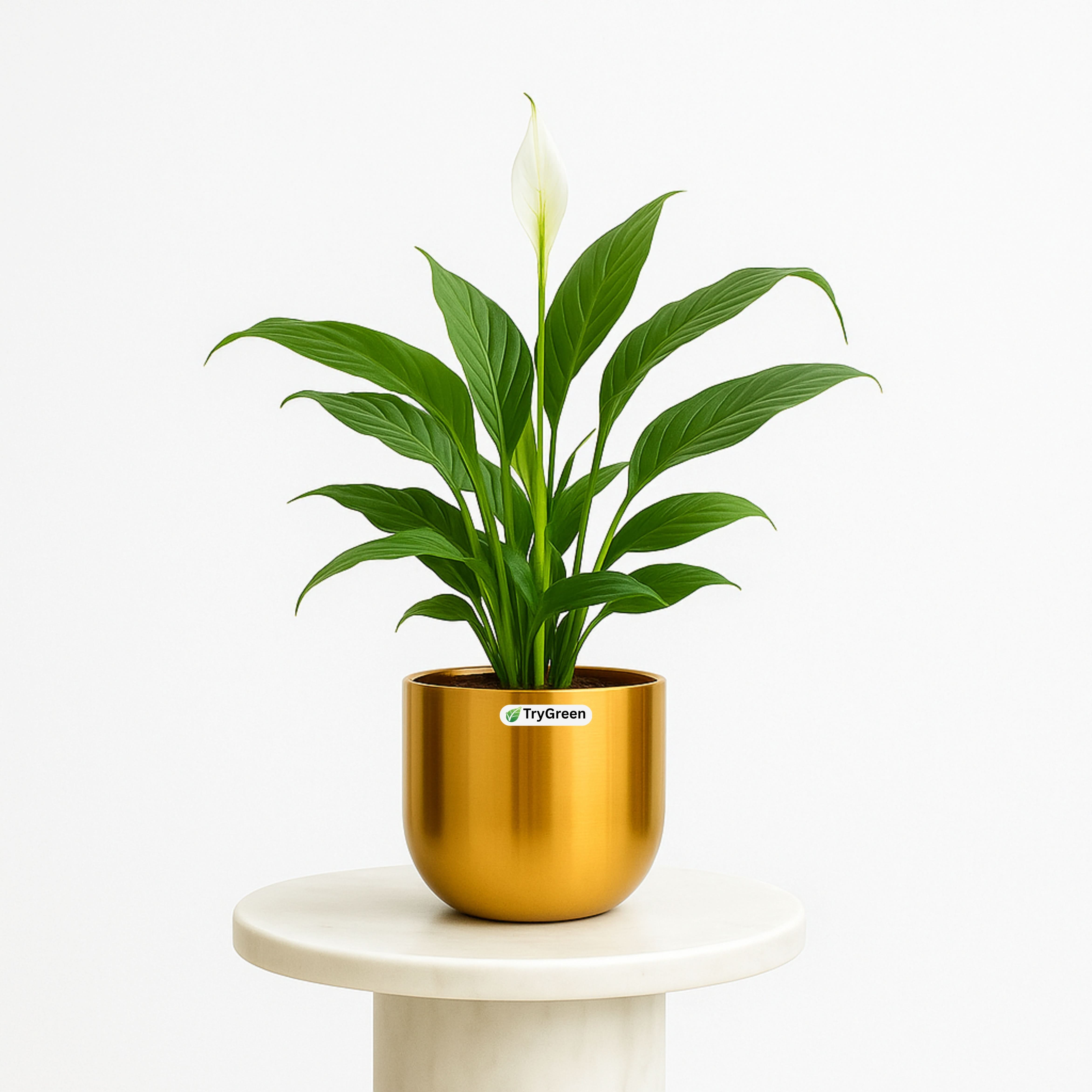 TryGreen- Peace Lily Plant in Golden Pot