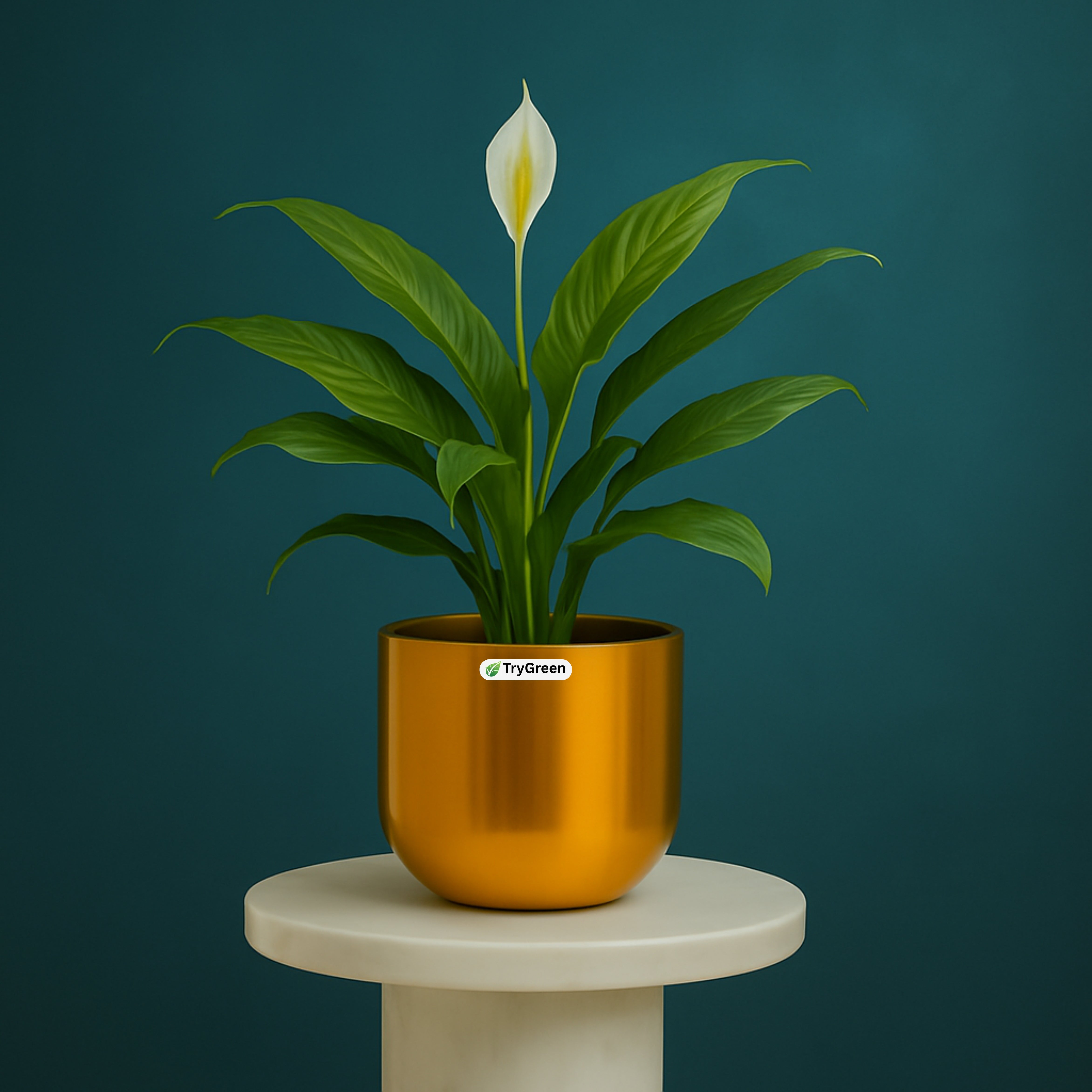 TryGreen- Peace Lily Plant in Golden Pot