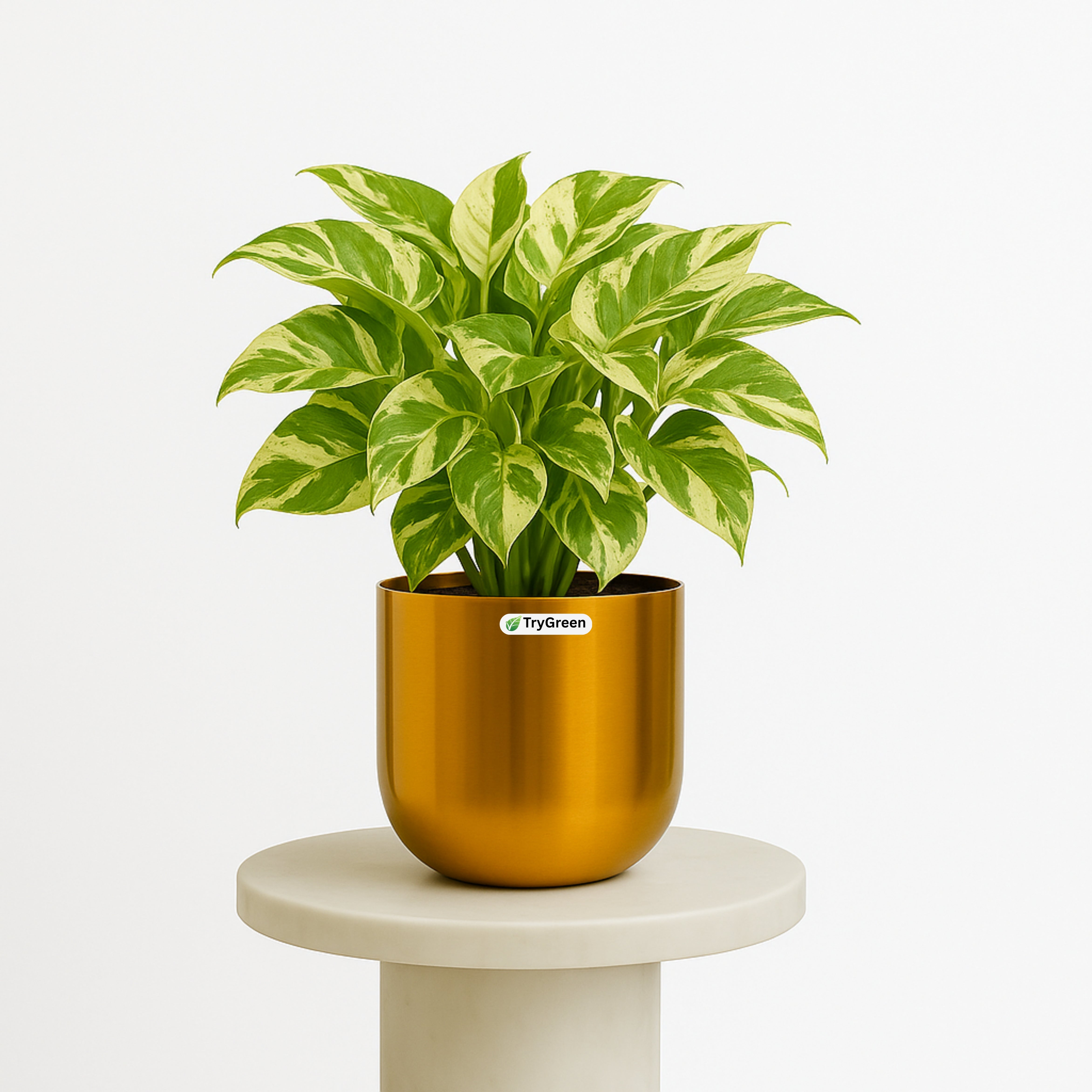TryGreen- Money Plant in Golden Pot