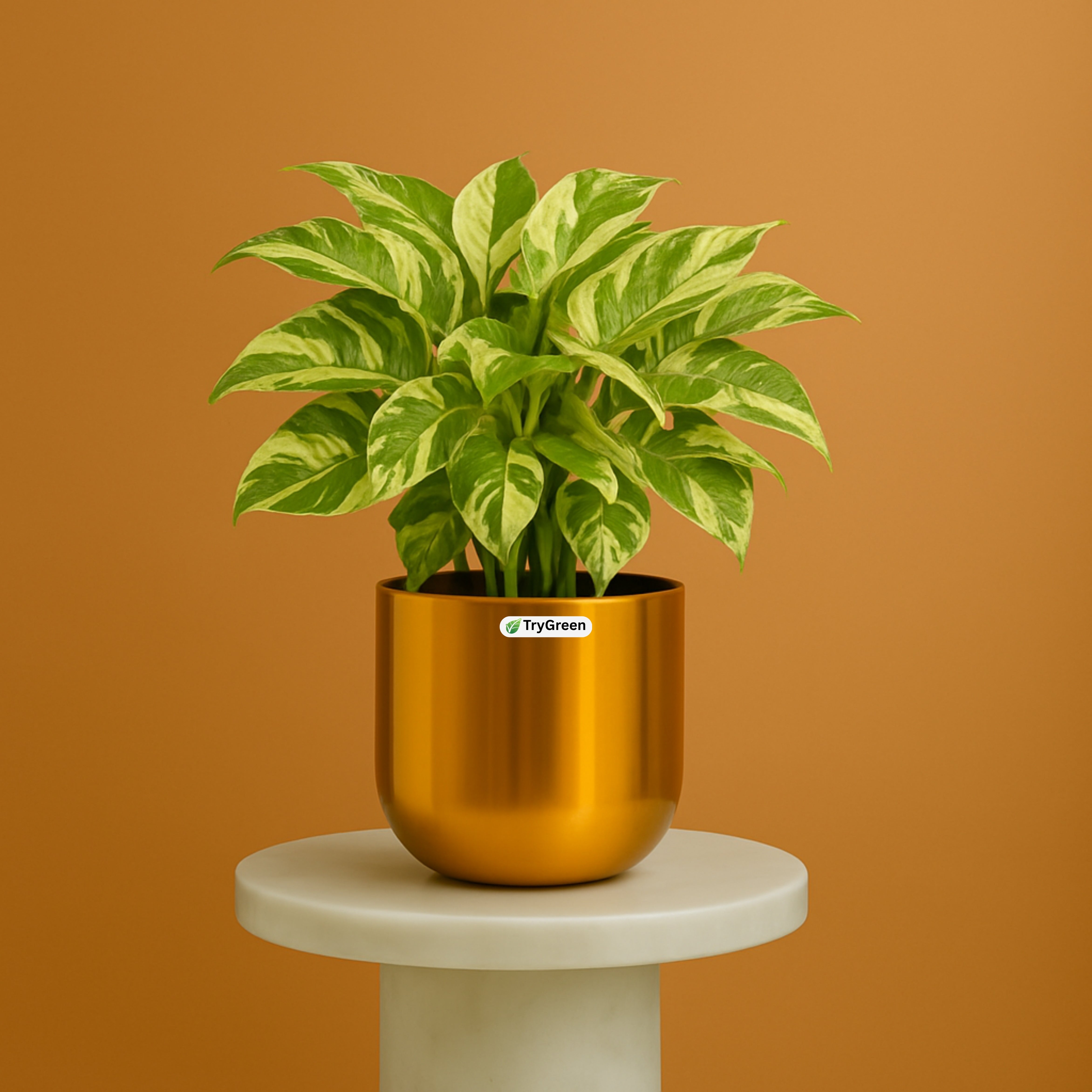 TryGreen- Money Plant in Golden Pot