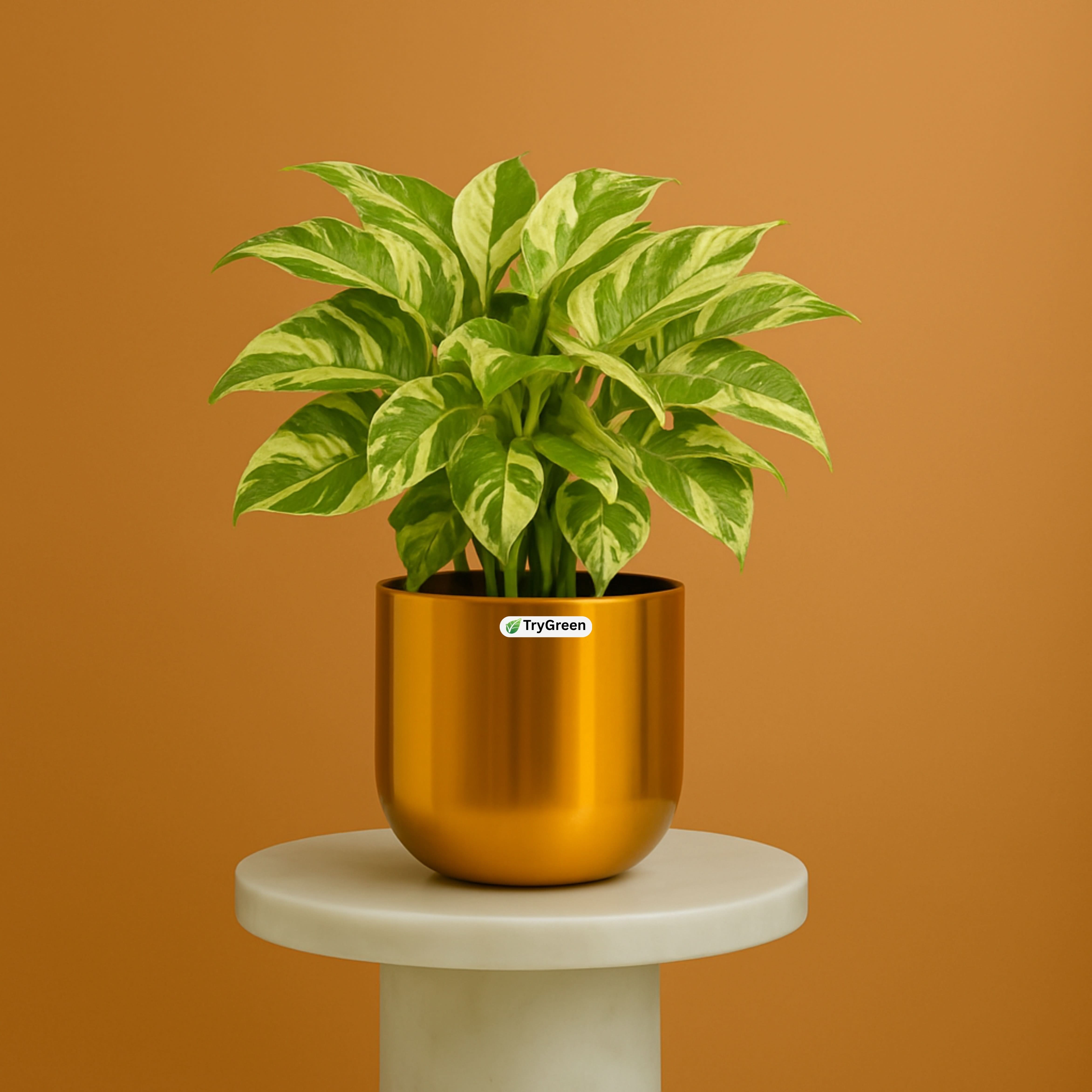 TryGreen- Money Plant in Golden Pot