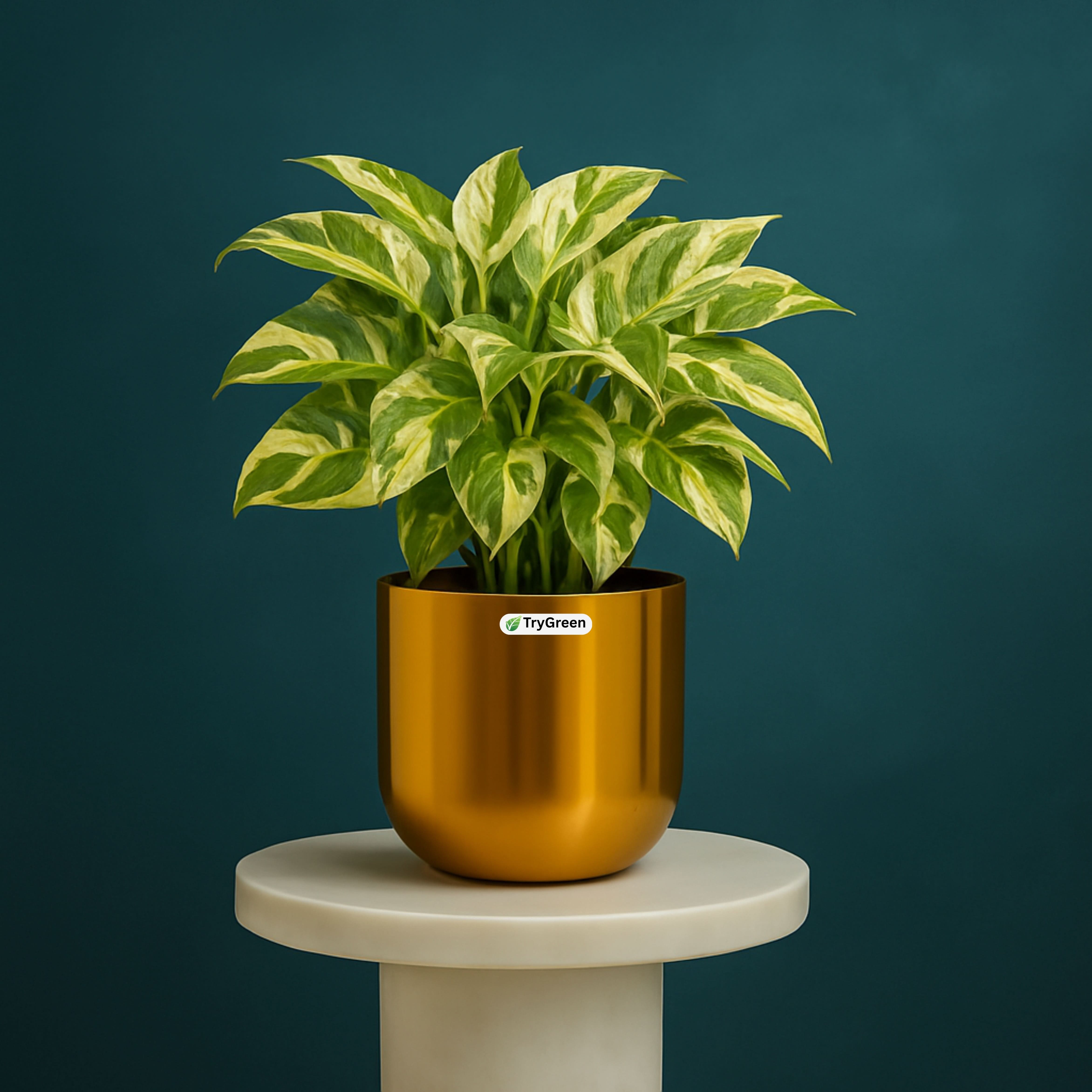 TryGreen- Money Plant in Golden Pot