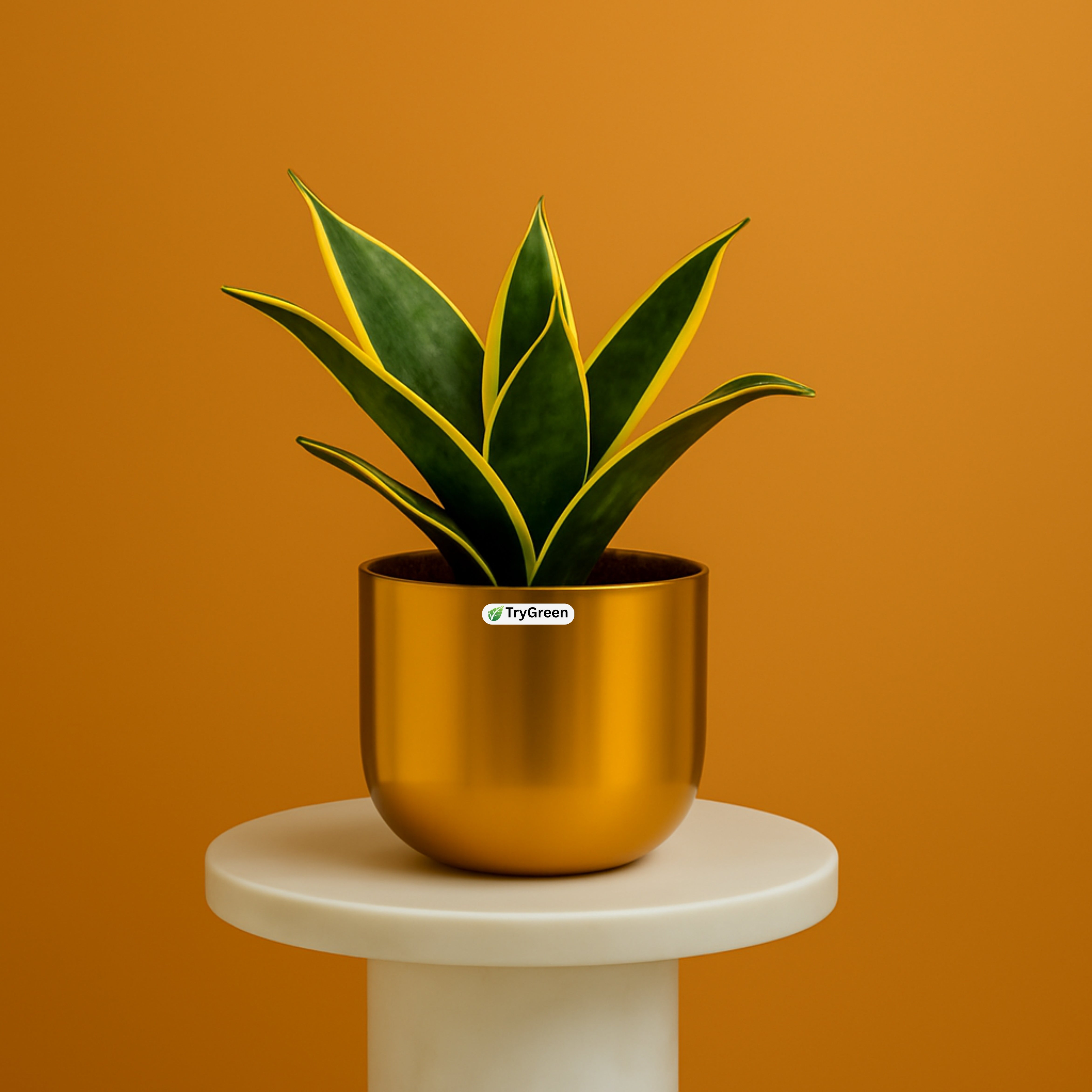 TryGreen- Snake Plant in Golden Pot