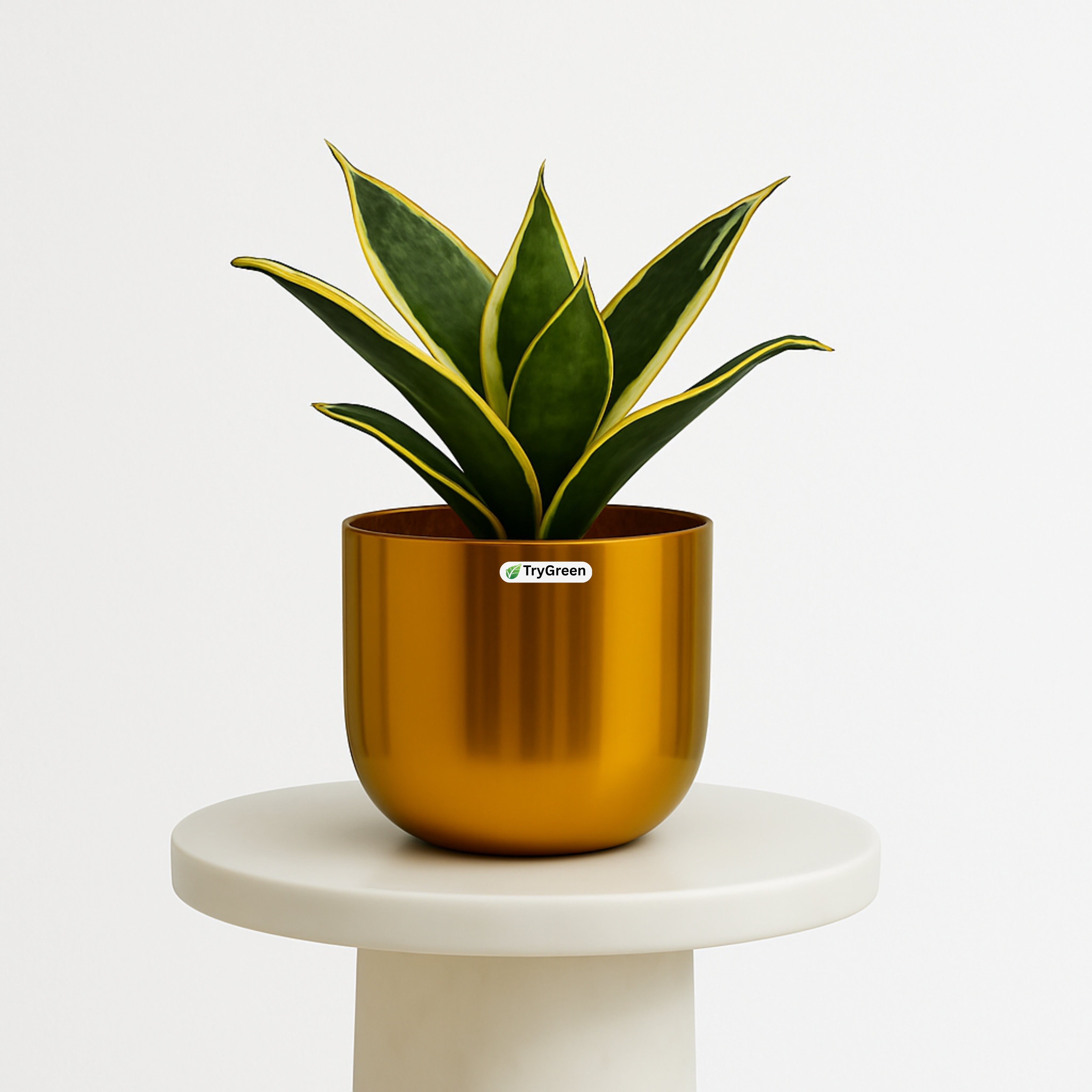 TryGreen- Snake Plant in Golden Pot