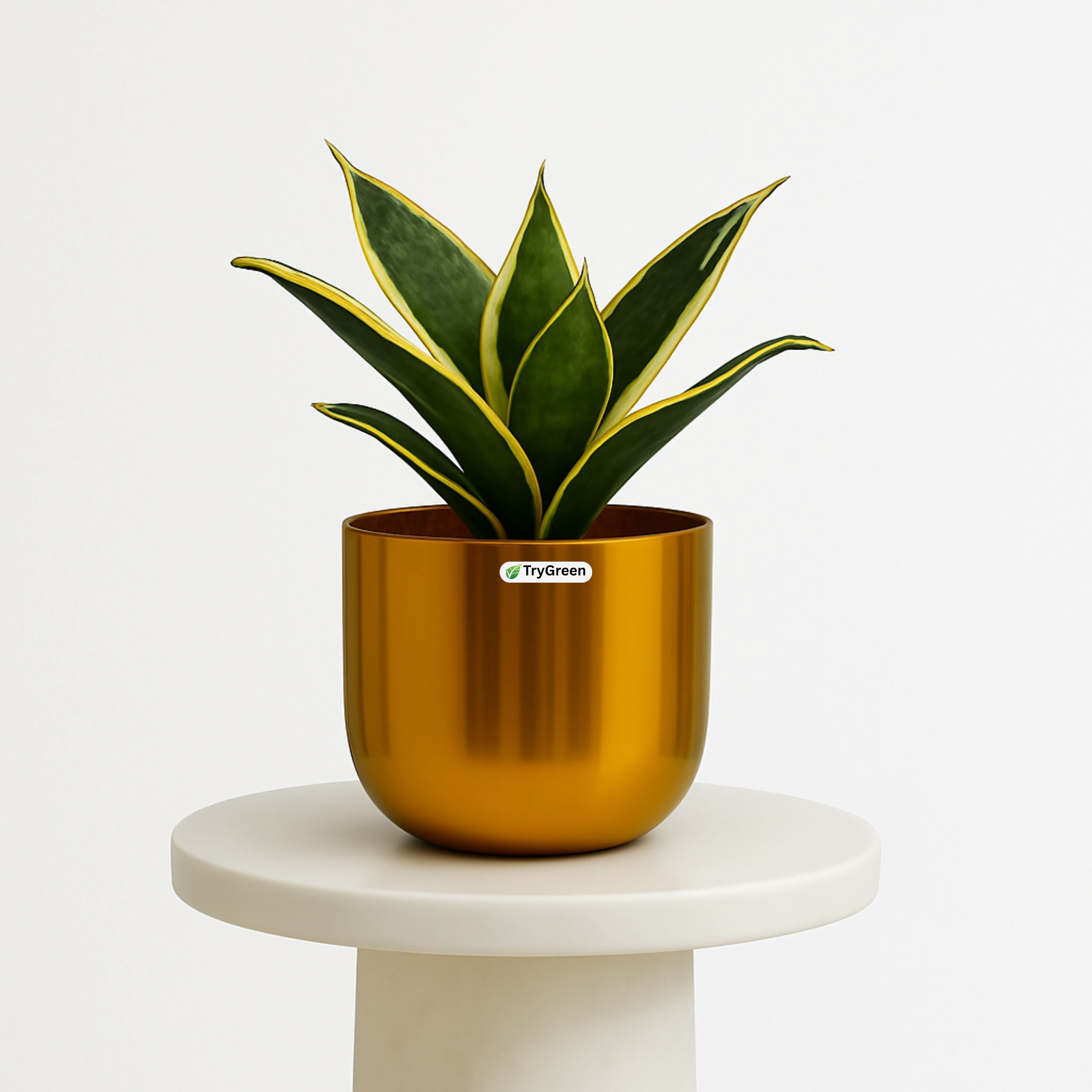 TryGreen- Snake Plant in Golden Pot
