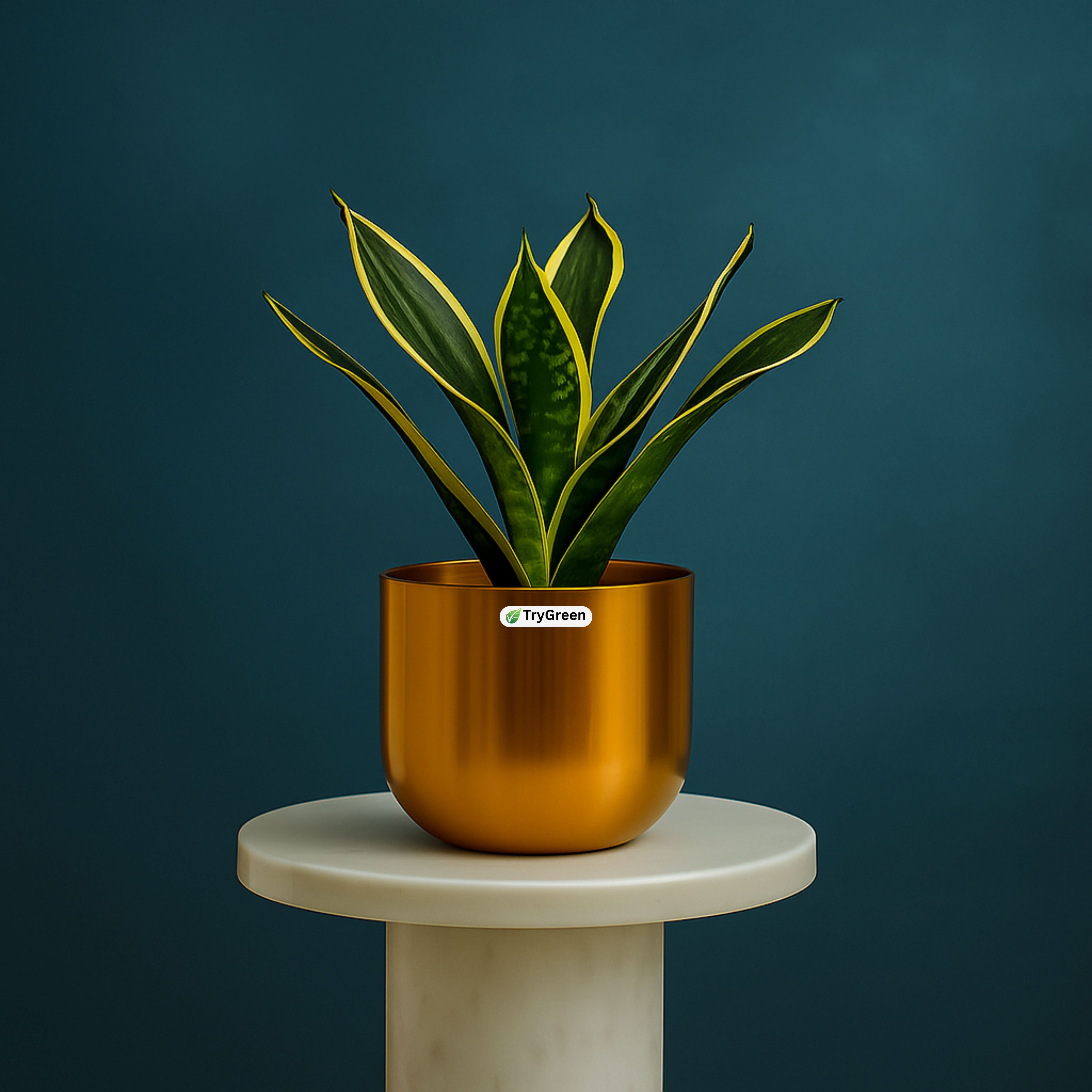 TryGreen- Snake Plant in Golden Pot