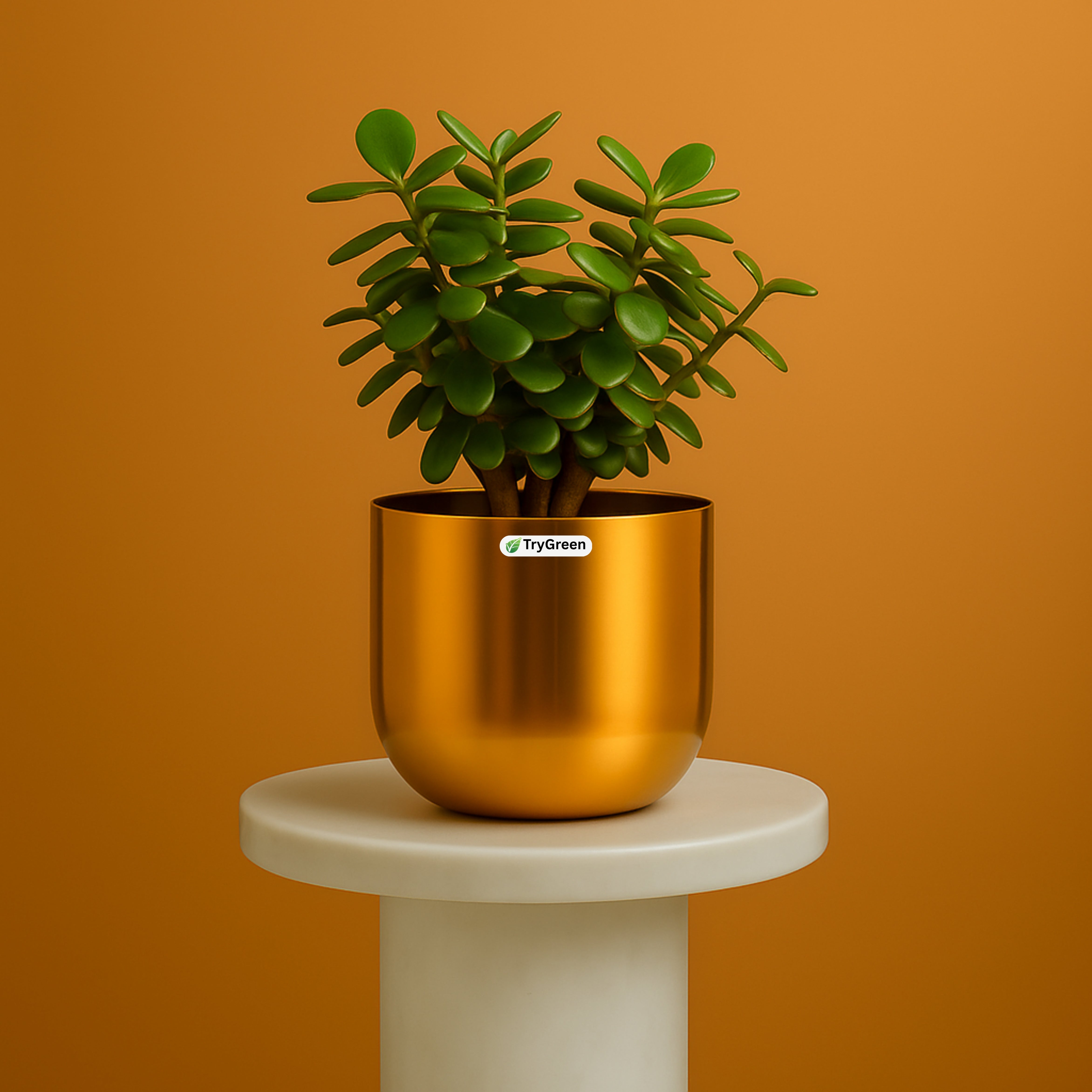 TryGreen- Good Luck Jade Plant in Golden Pot