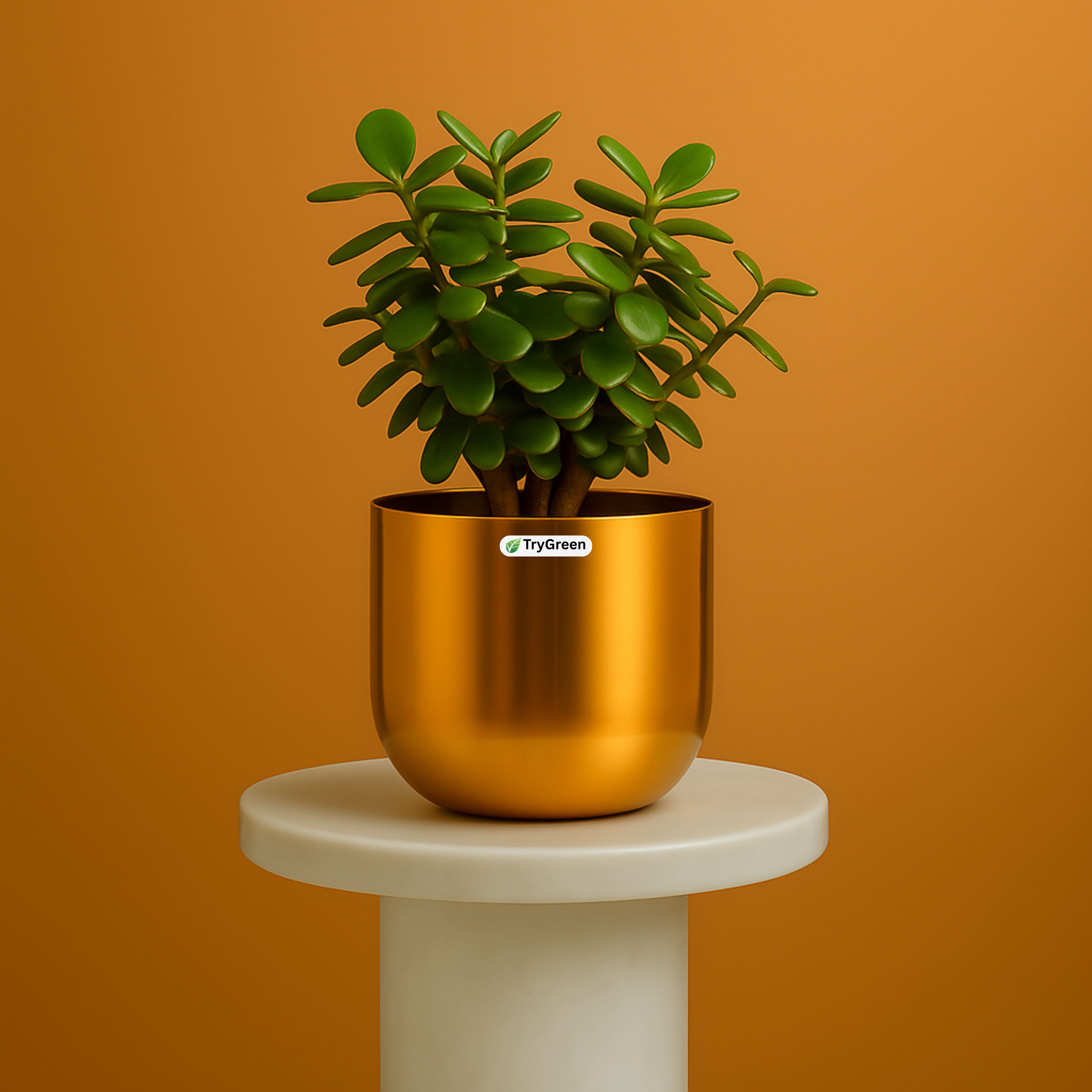 TryGreen- Good Luck Jade Plant in Golden Pot