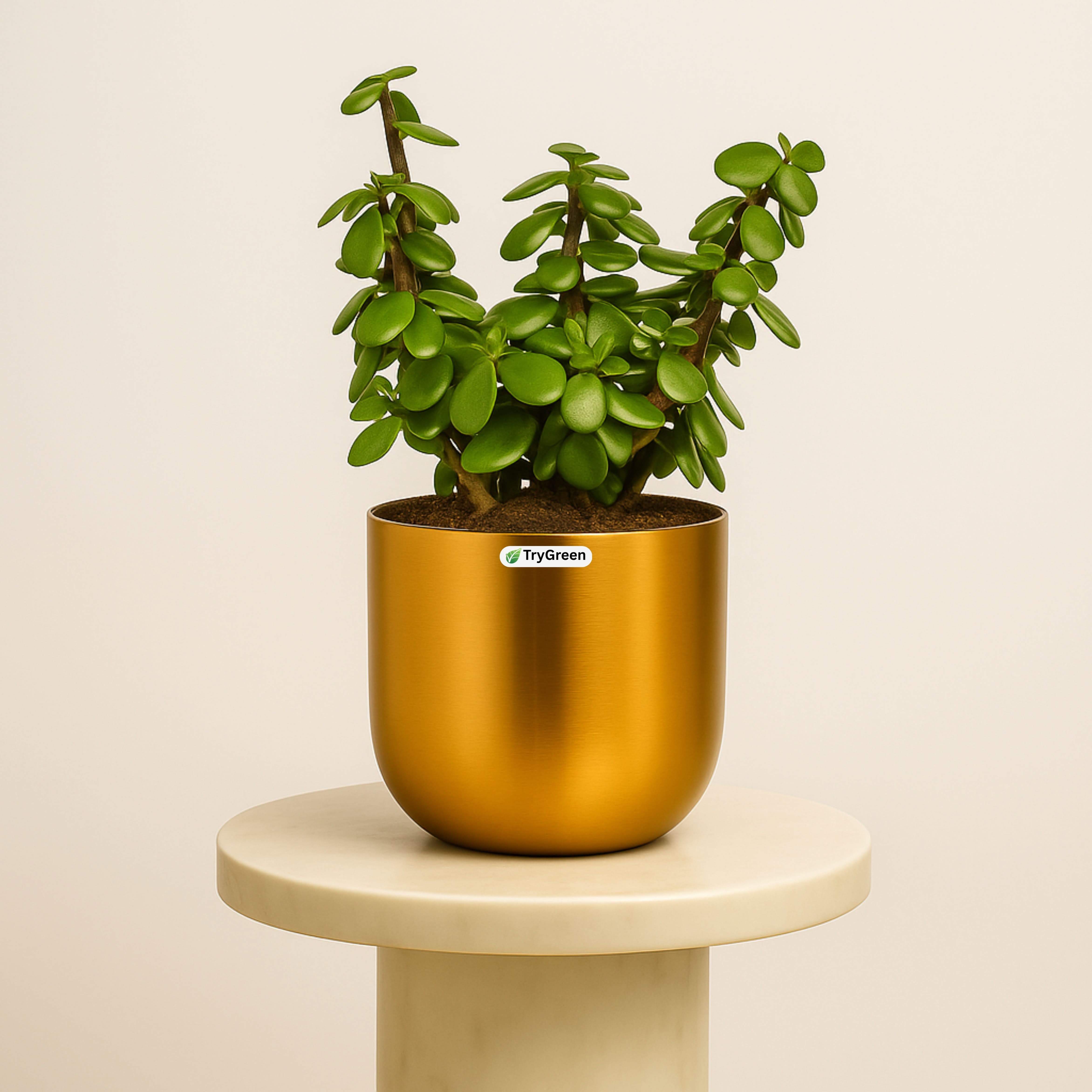 TryGreen- Good Luck Jade Plant in Golden Pot