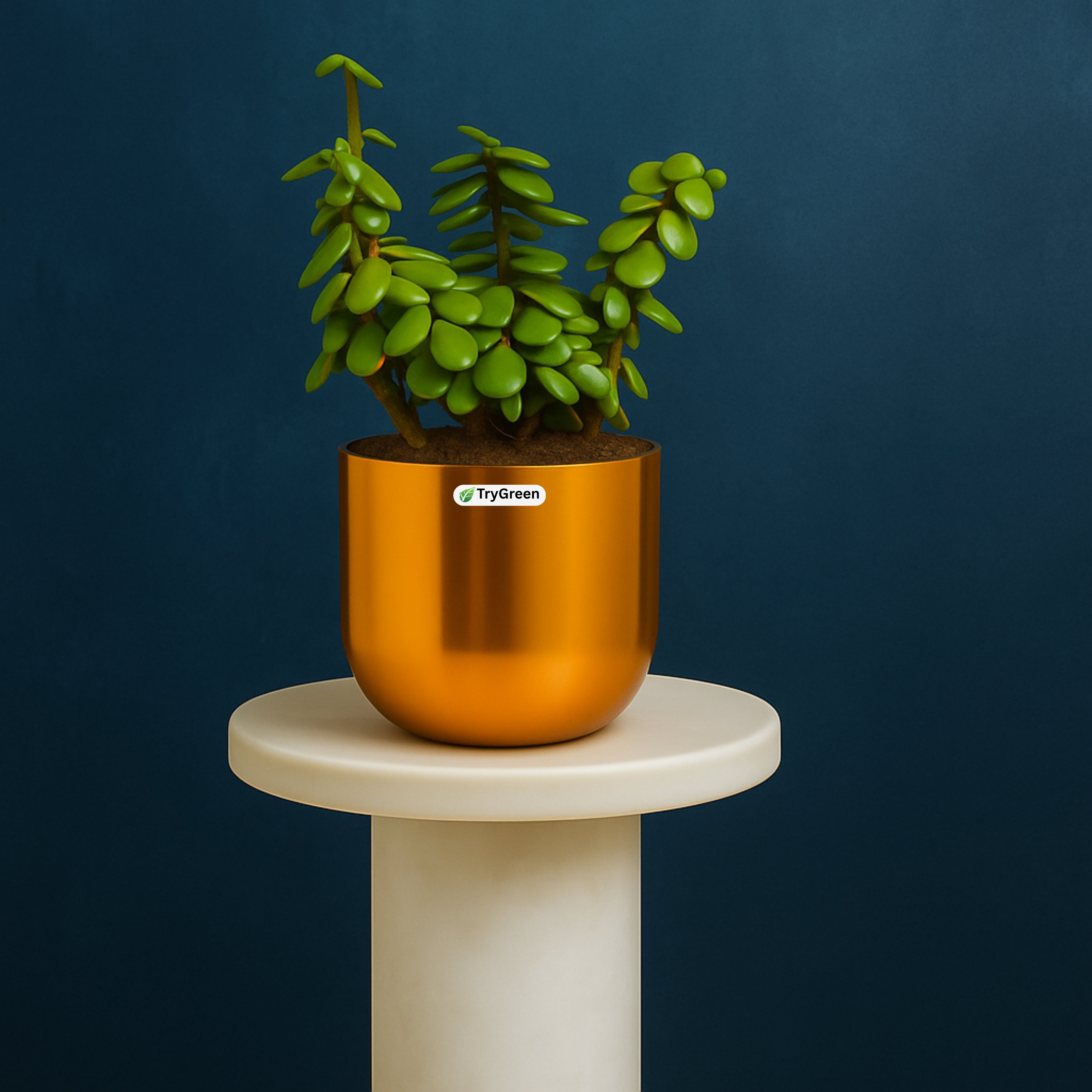 TryGreen- Good Luck Jade Plant in Golden Pot