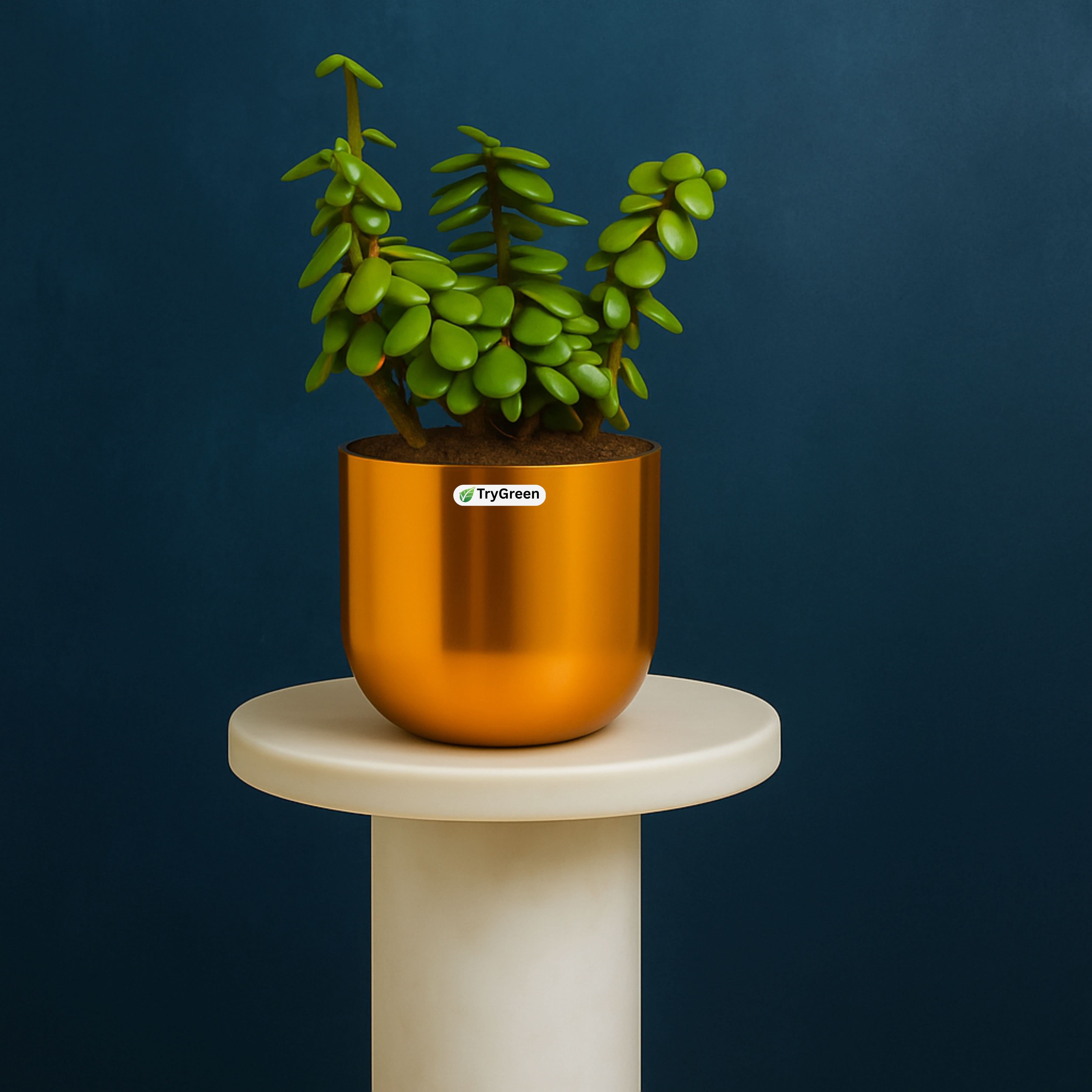 TryGreen- Good Luck Jade Plant in Golden Pot