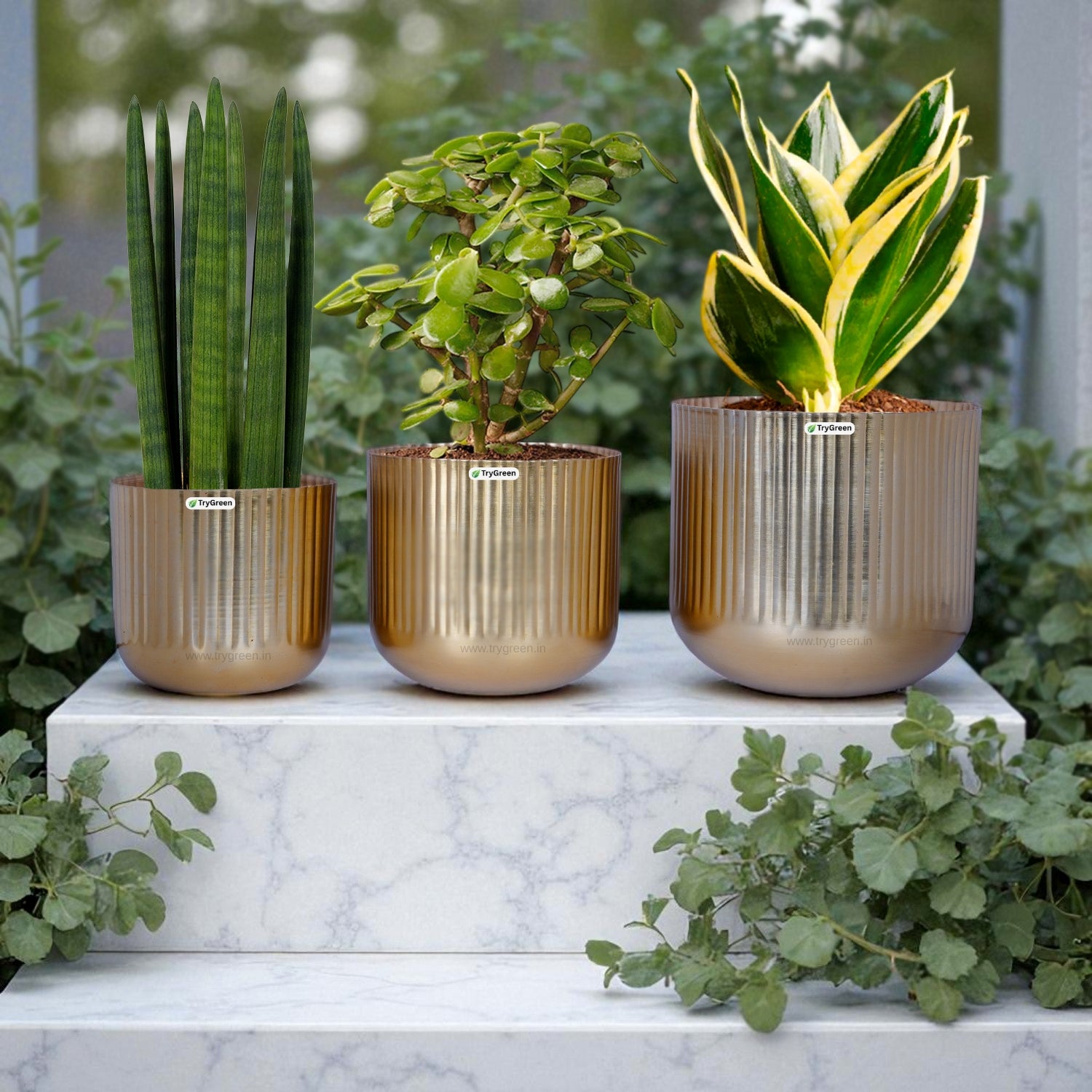 TryGreen String Metal Planters (Set of 3)