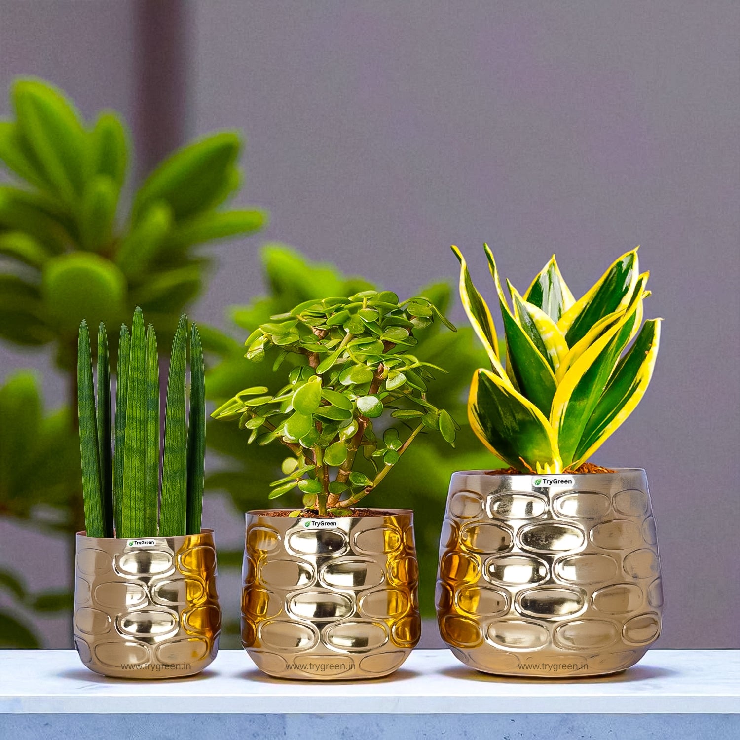 TryGreen Tria Metal Planters (Set of 3)