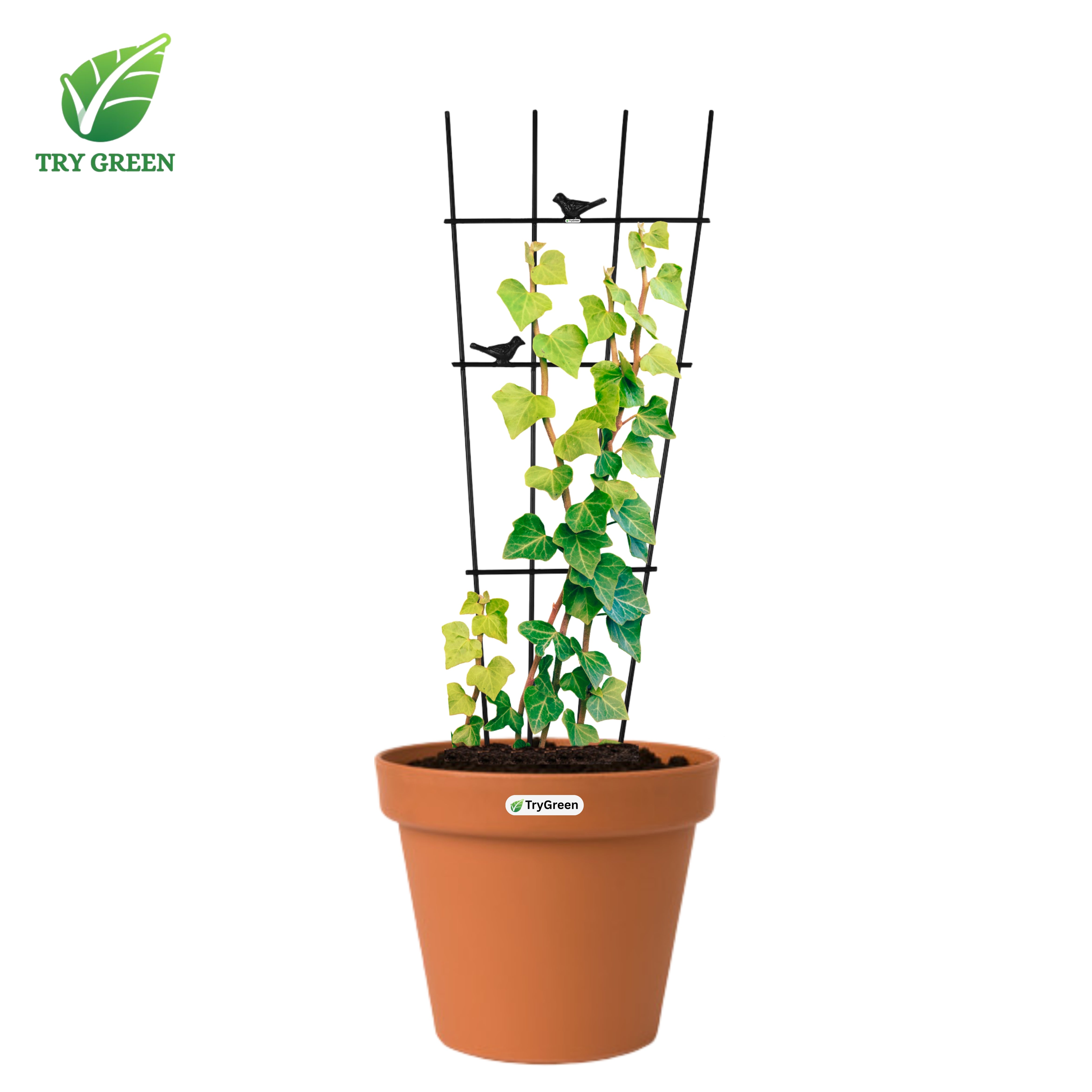 TryGreen- Grill Shape Strong Support Stakes for Garden