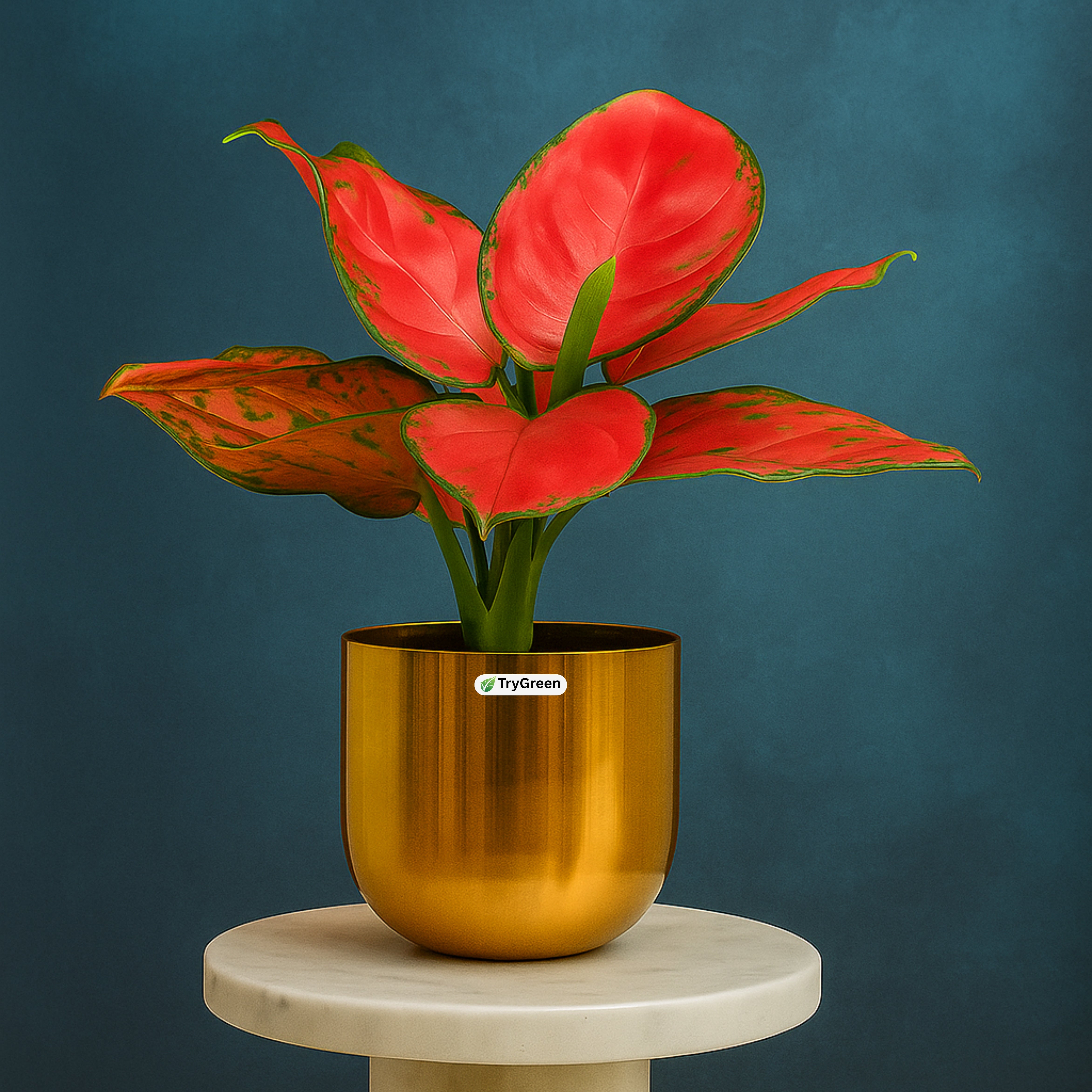 TryGreen- Aglaonema Red Plant in Golden Pot