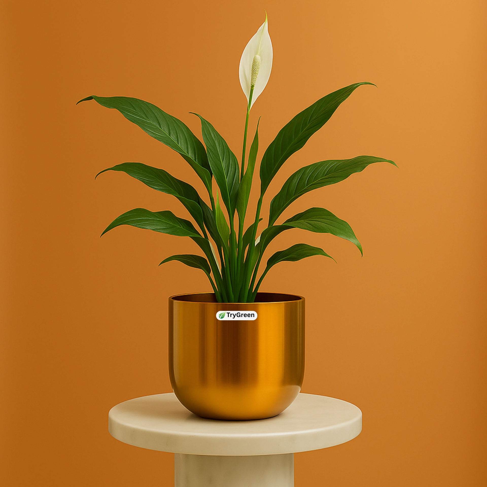gold peace lily TryGreen- Peace Lily Plant in Golden Pot