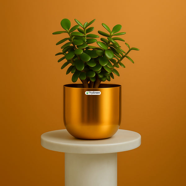 jade plant in gold tone metal pot TryGreen- Good Luck Jade Plant in Golden Pot