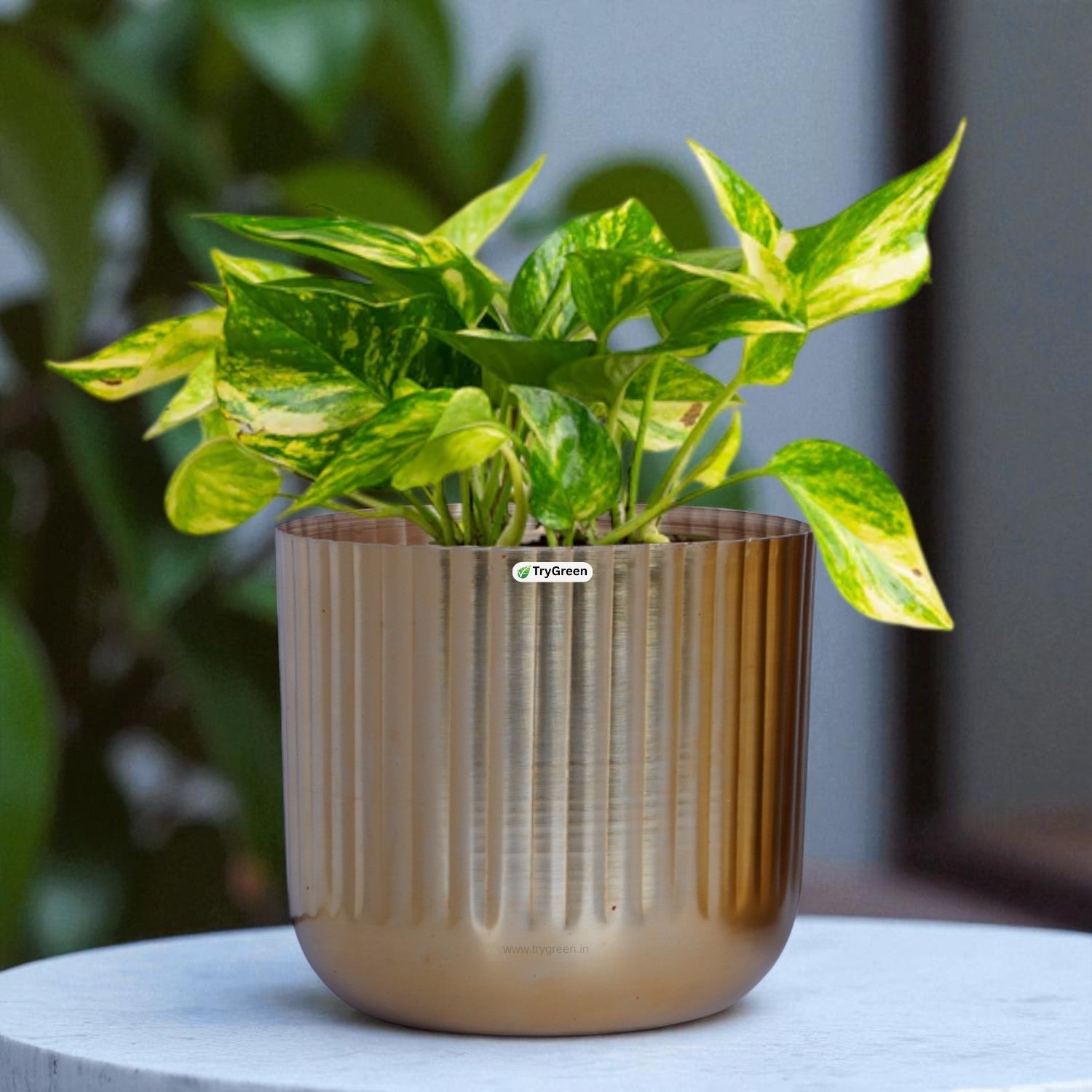 TryGreen String Metal Planters (Set of 3)